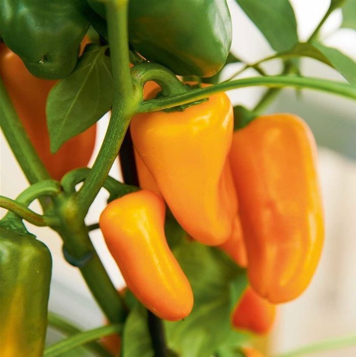MiniSnack Paprika Orange Capsicum annuum Lubega Mini Orange günstig