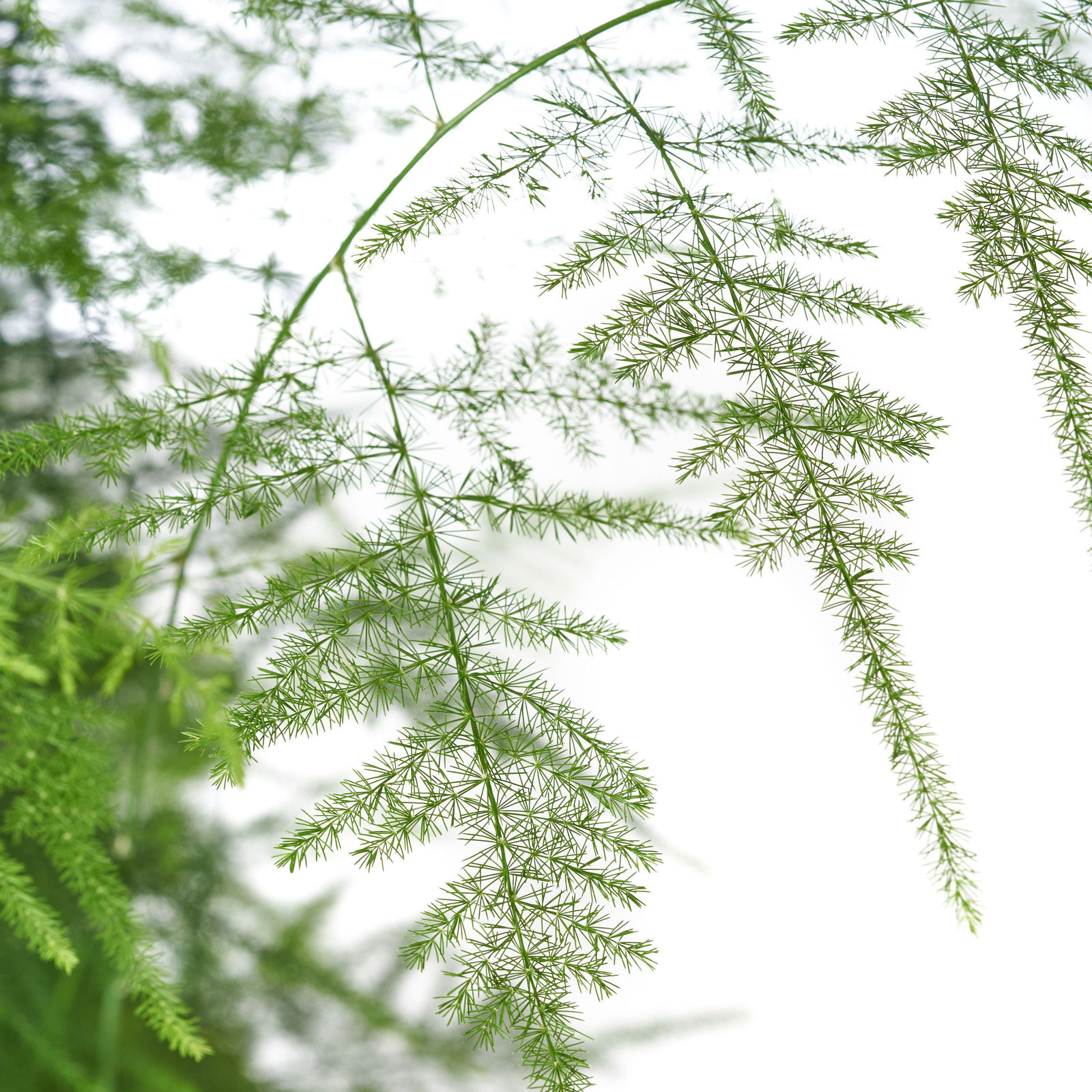 FederSpargel Asparagus setaceus günstig kaufen