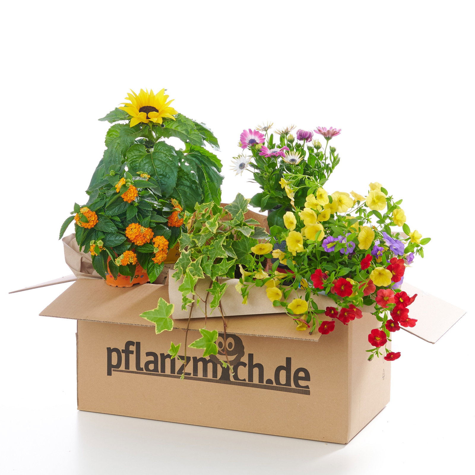 Pflanzen Kaufen Gunstig