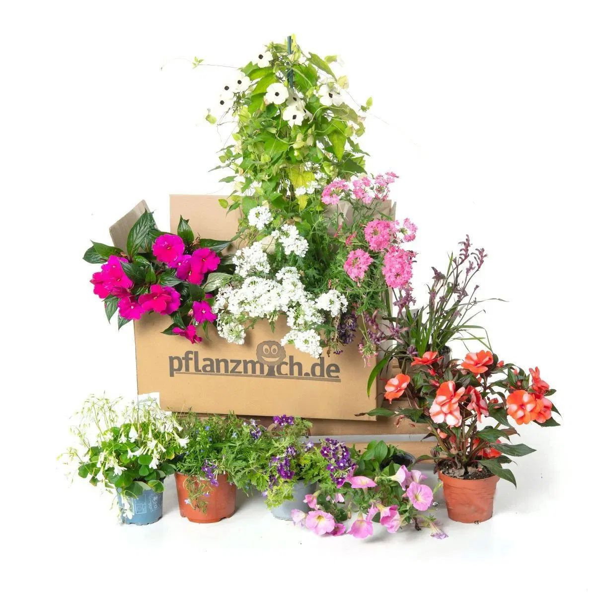 zimmerpflanzen paket Kaufen Sie eine Packung Zimmerpflanzen main image 1
