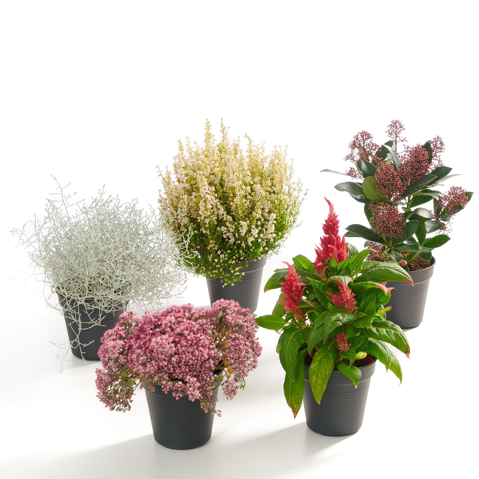 ufopflanze pilea peperomioides Chinesischer Geldbaum