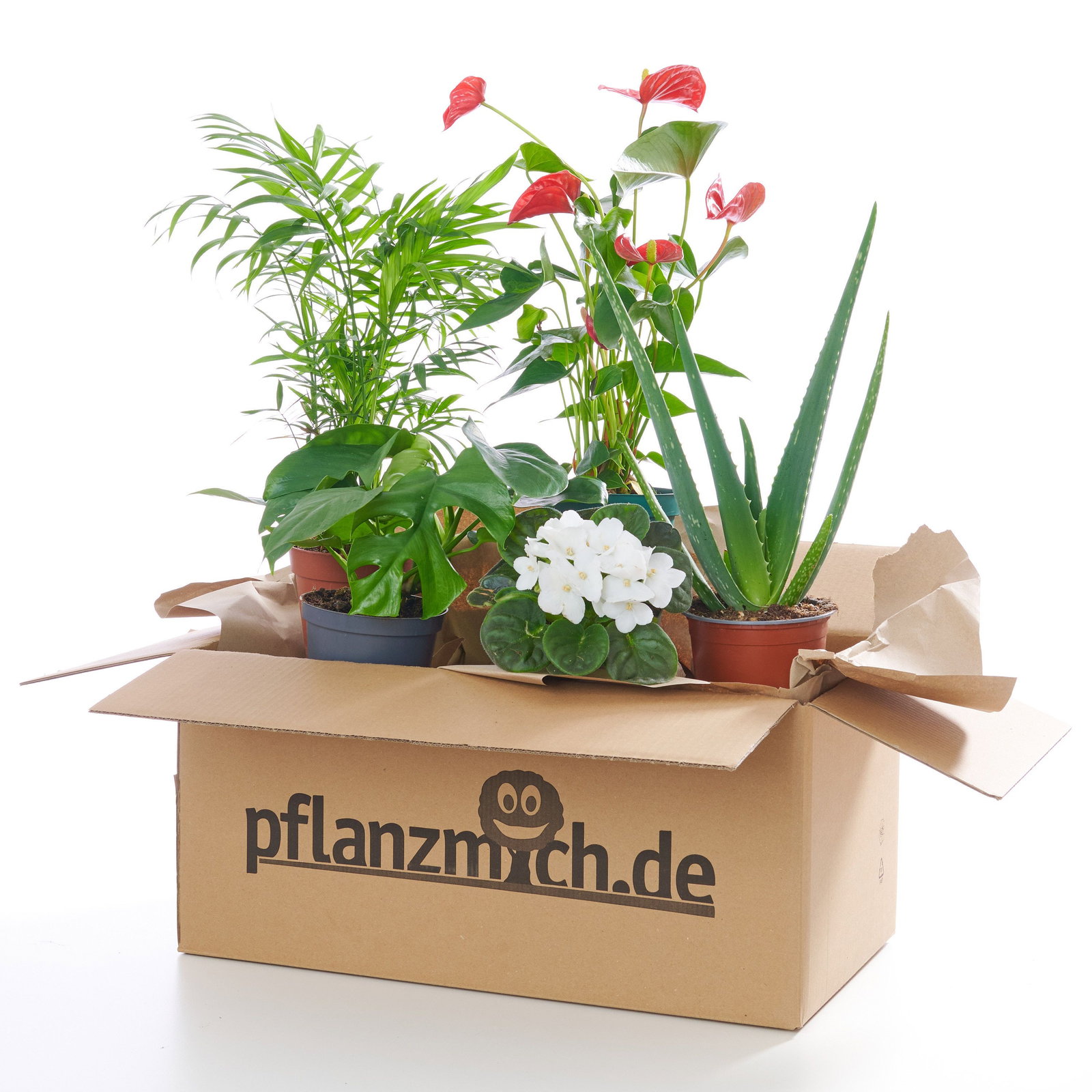 Pflanzen Kaufen Gunstig