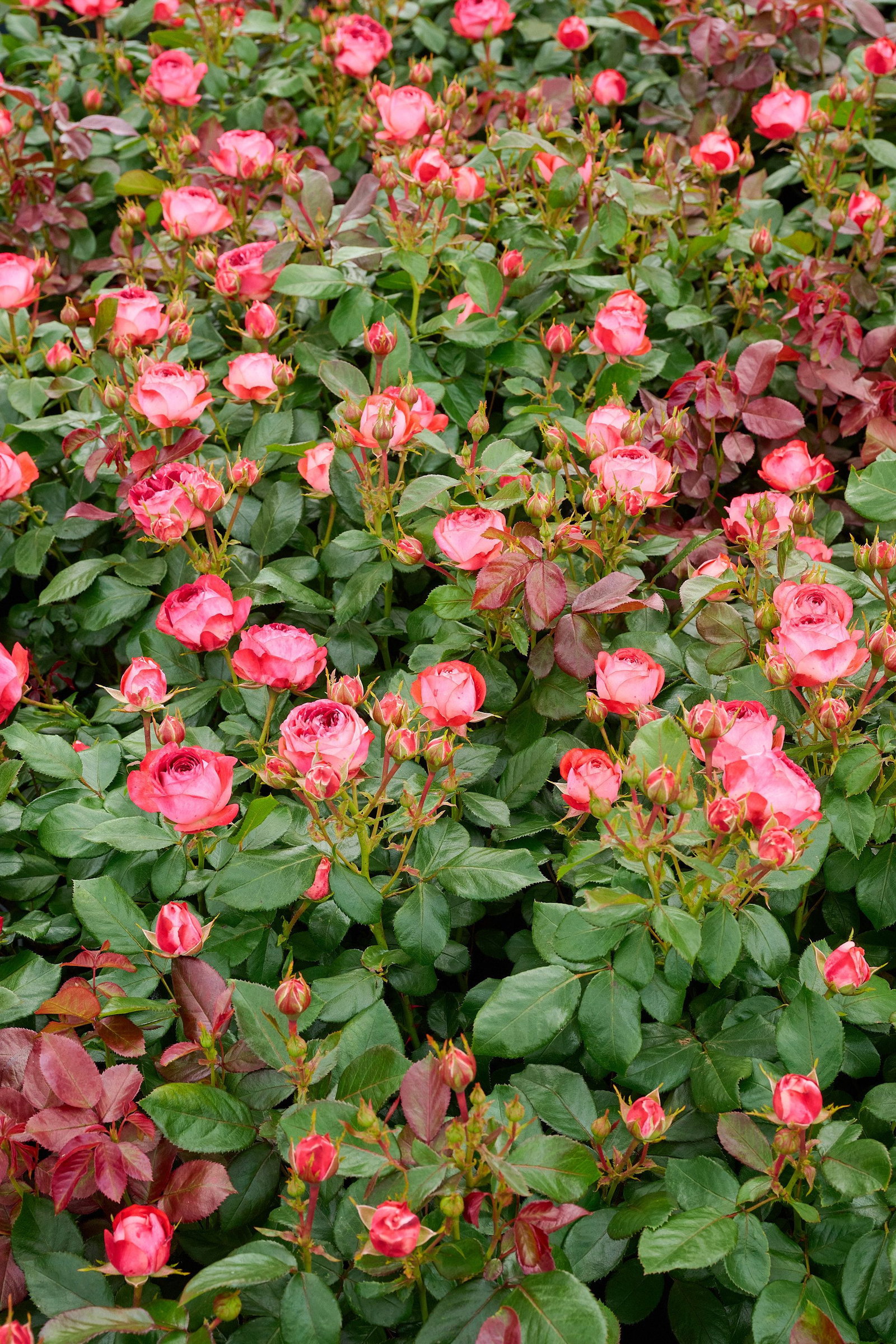rose-pompeji-rosa-pompeji-g-nstig-kaufen