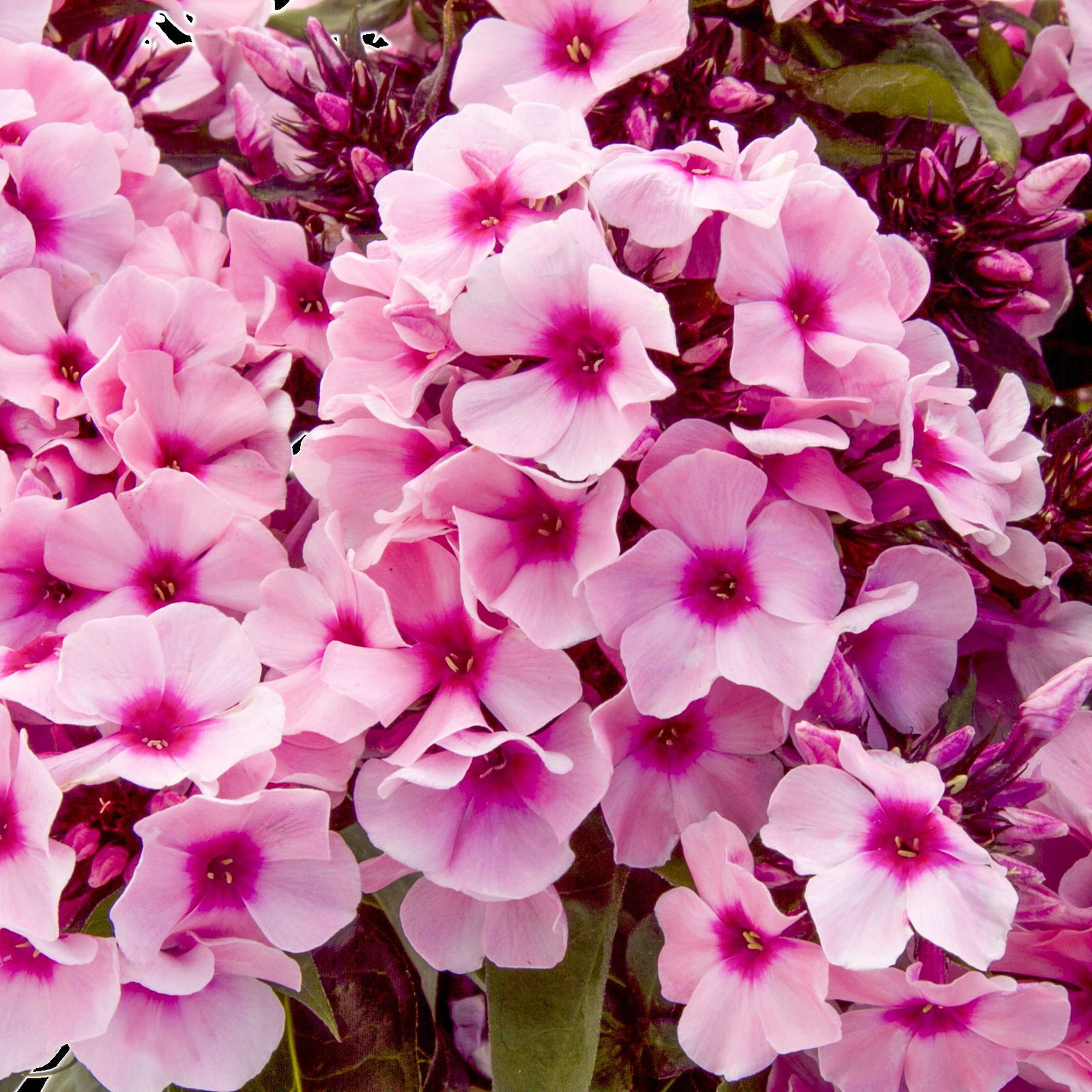 dünger für rhododendron Bio-Hortensien- & Rhododendrondünger kaufen main image 0