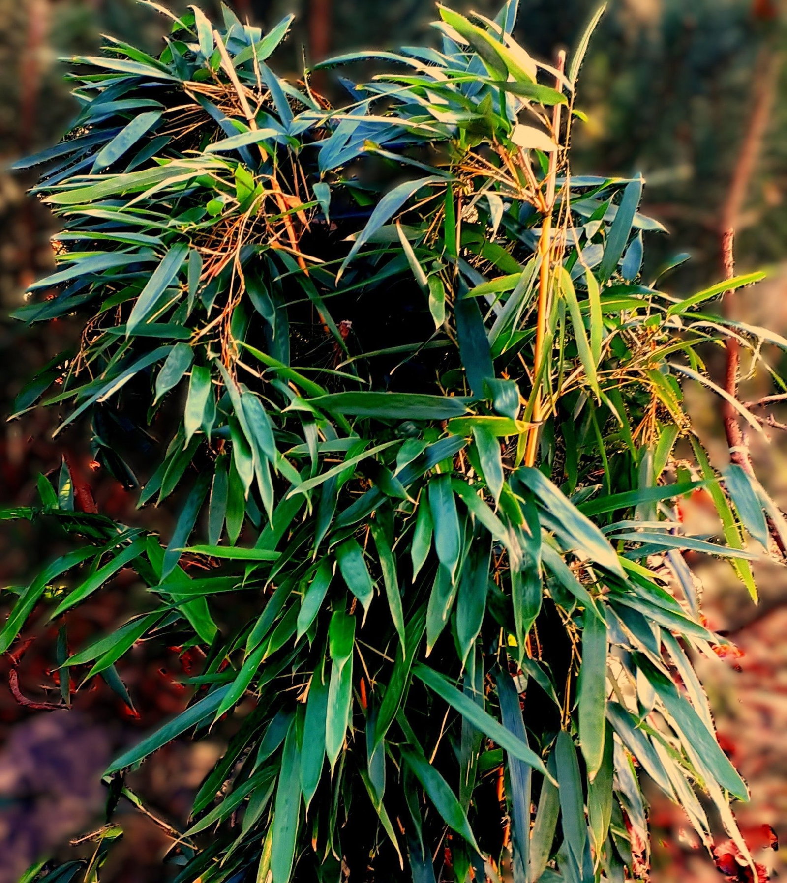 Pfeilbambus Metake - Pseudosasa japonica Metake gnstig kaufen