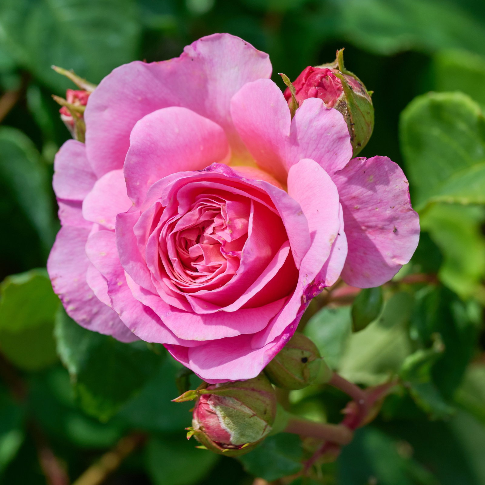 Rose Eustacia Vye - Rosa Eustacia Vye günstig kaufen