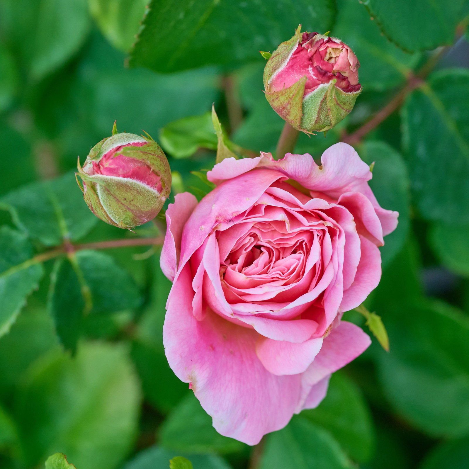 Rose Eustacia Vye - Rosa Eustacia Vye günstig kaufen