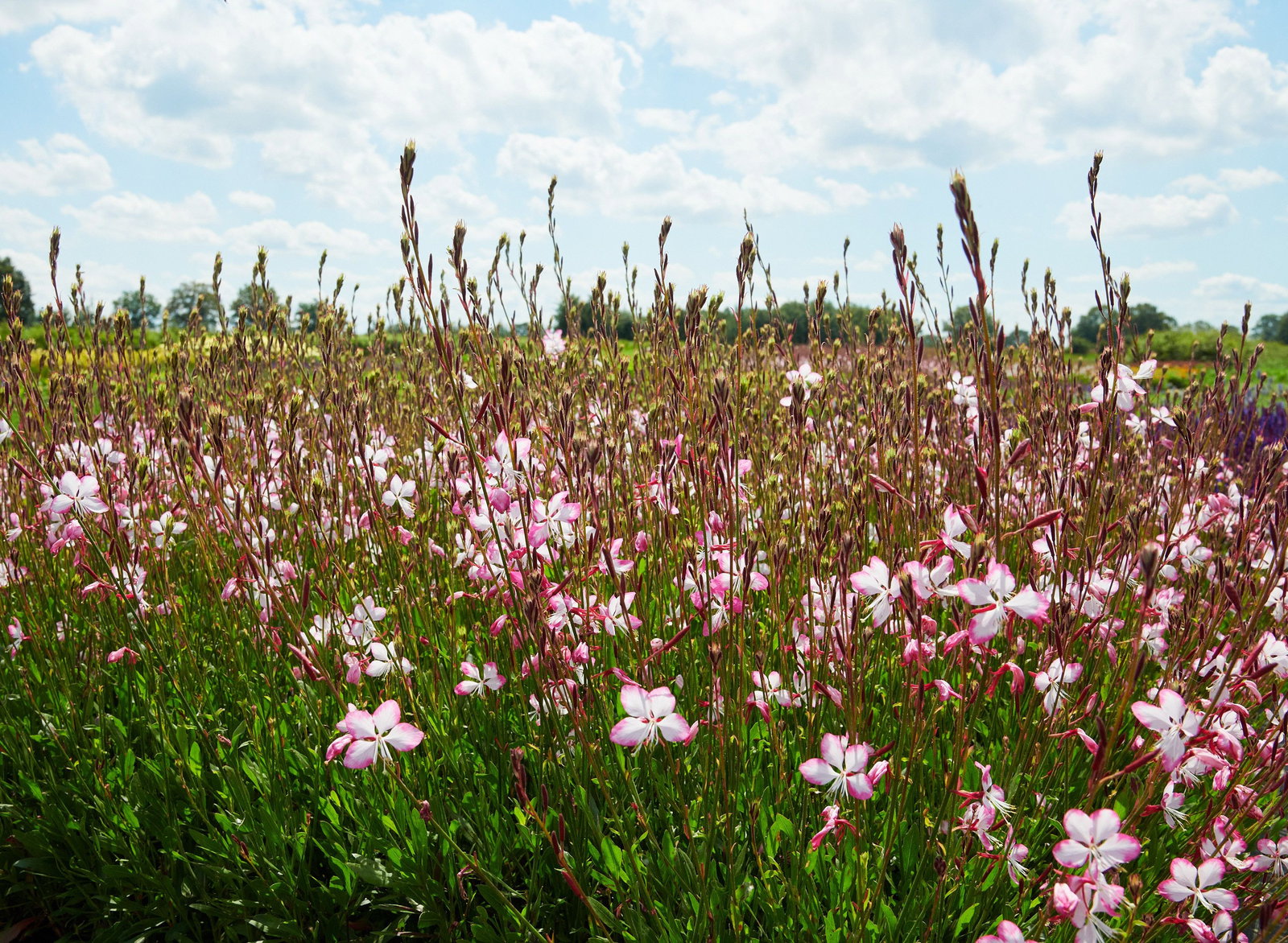 Prachtkerze Gambit® Rose Bicolor Gaura lindheimerii 'Gambit Rose
