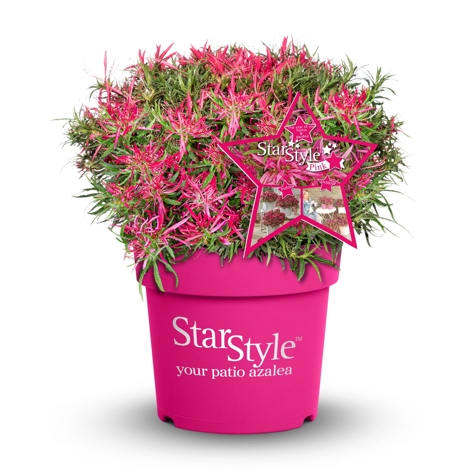Japanische Azalee StarStyle Pink - Rhododendron obtusum StarStyle Pink  gnstig kaufen