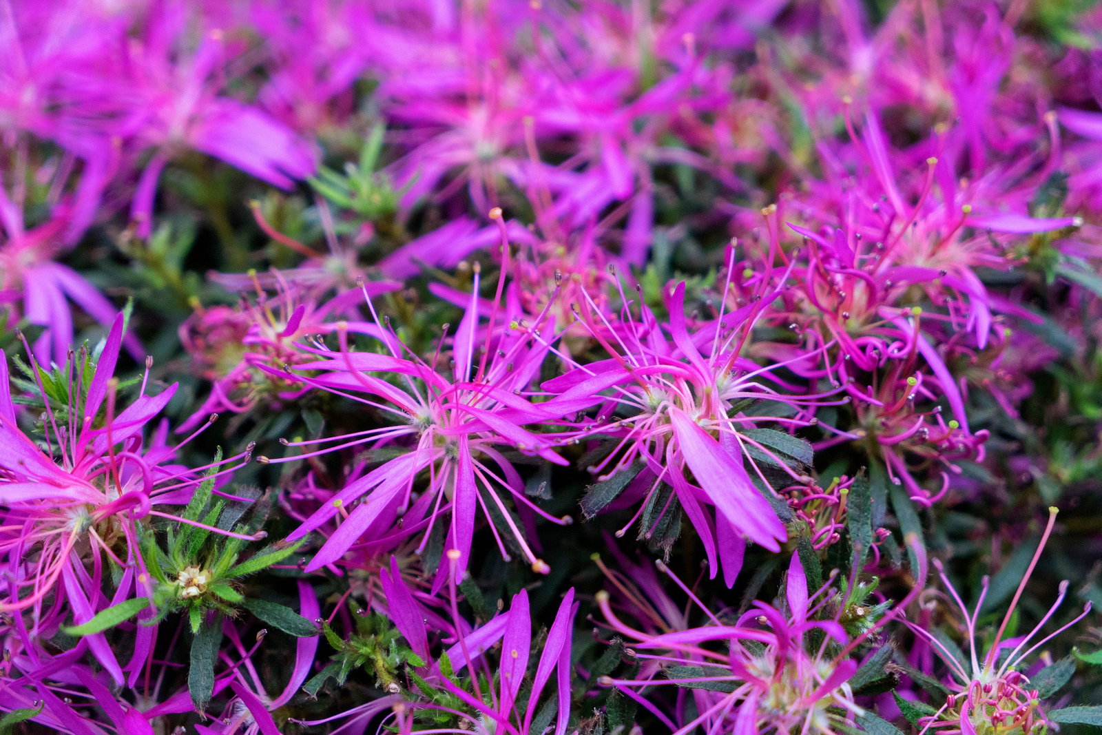 Rhododendron StarStyle  Lilac - Rhododendron obt. Star Style Lilac gnstig  kaufen