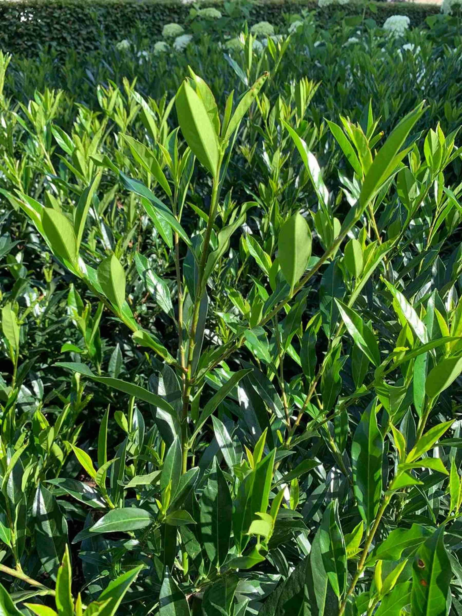 Kirschlorbeer-Hecke online kaufen + Pflegetipps