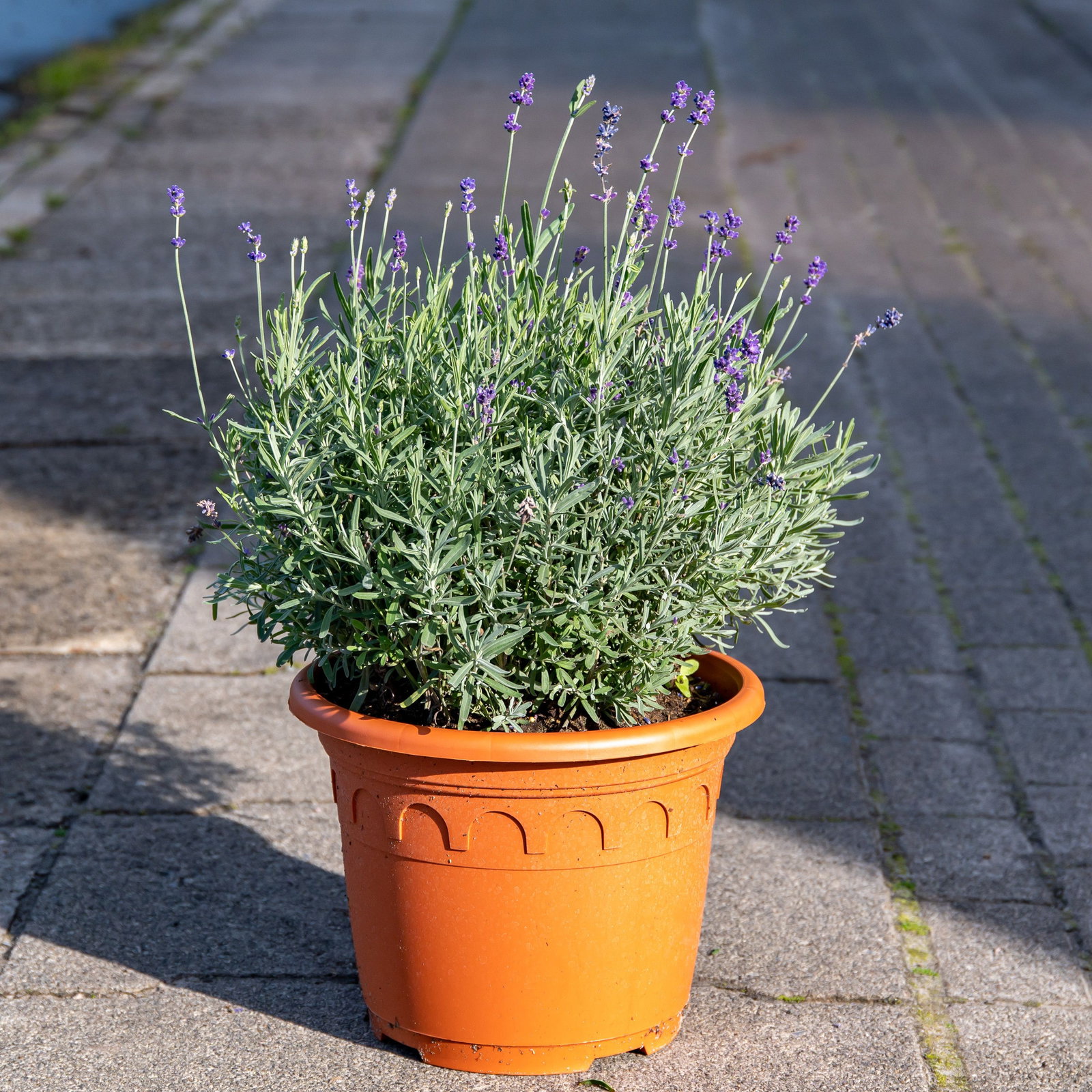Lavendel Vienco Purple - Lavandula angustifolia Vienco Purple gnstig kaufen