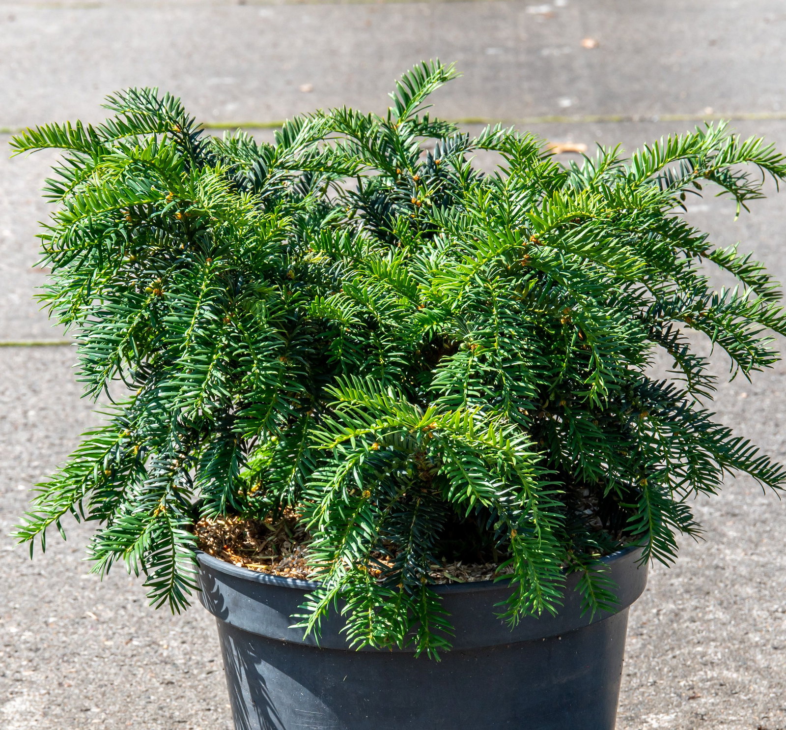Eibe Erwin - Taxus baccata Erwin gnstig kaufen