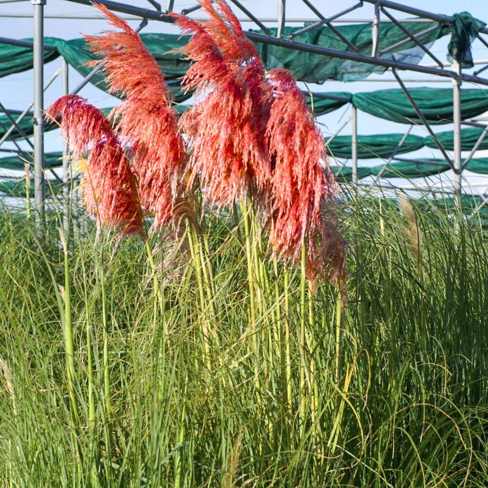 Pampasgras Red Mistral Cortaderia selloana Red Mistral günstig kaufen