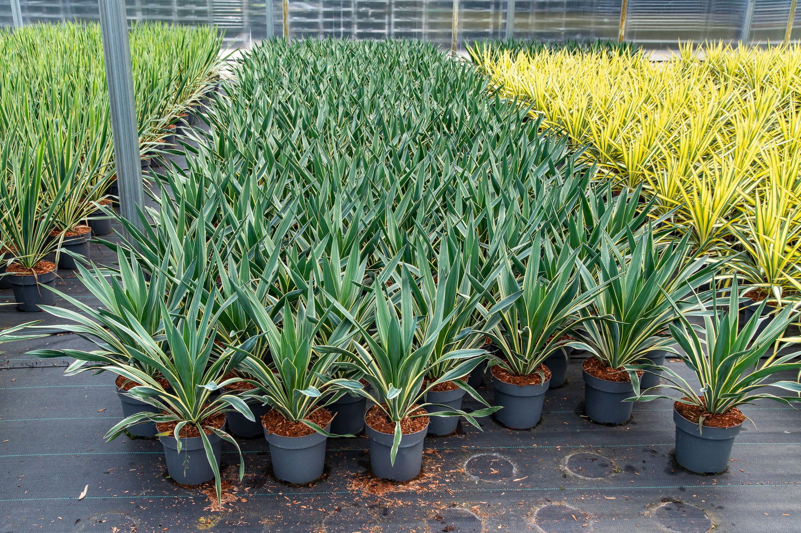 Palmlilie Variegata - Yucca gloriosa Variegata gnstig kaufen