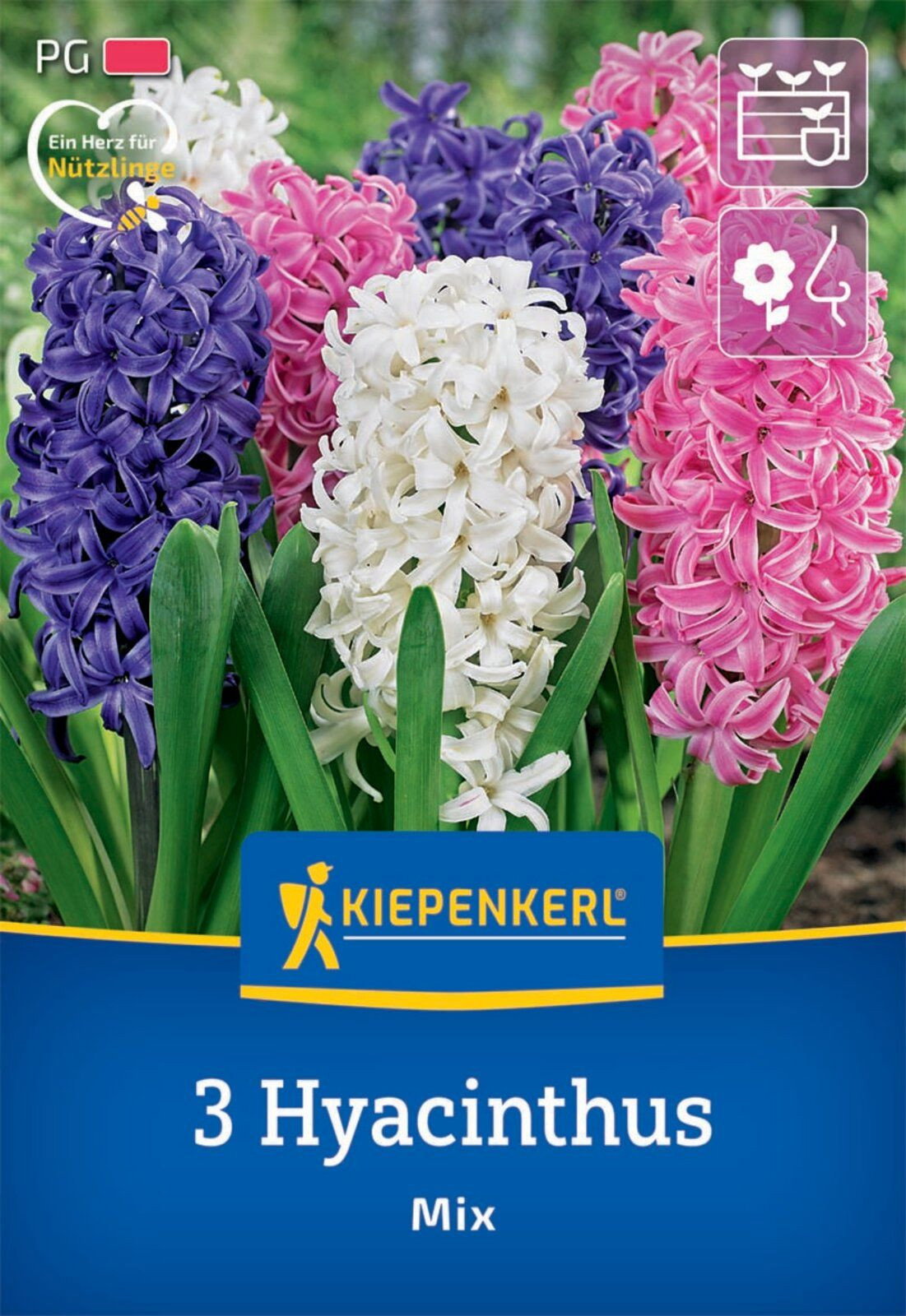 Hyazinthe Mischung - Kiepenkerl Hyacinthus orientalis Mix gnstig kaufen