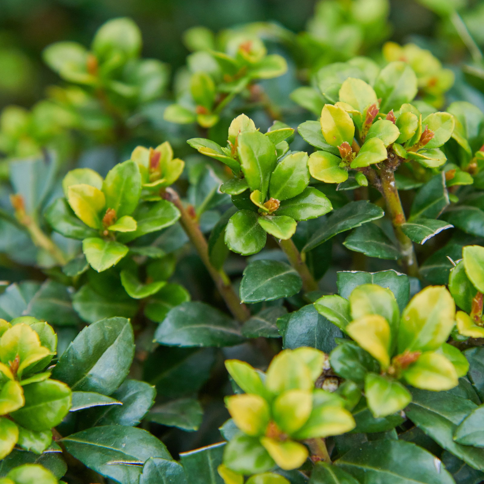 Berg Ilex Josaile - Ilex crenata Josaile günstig kaufen