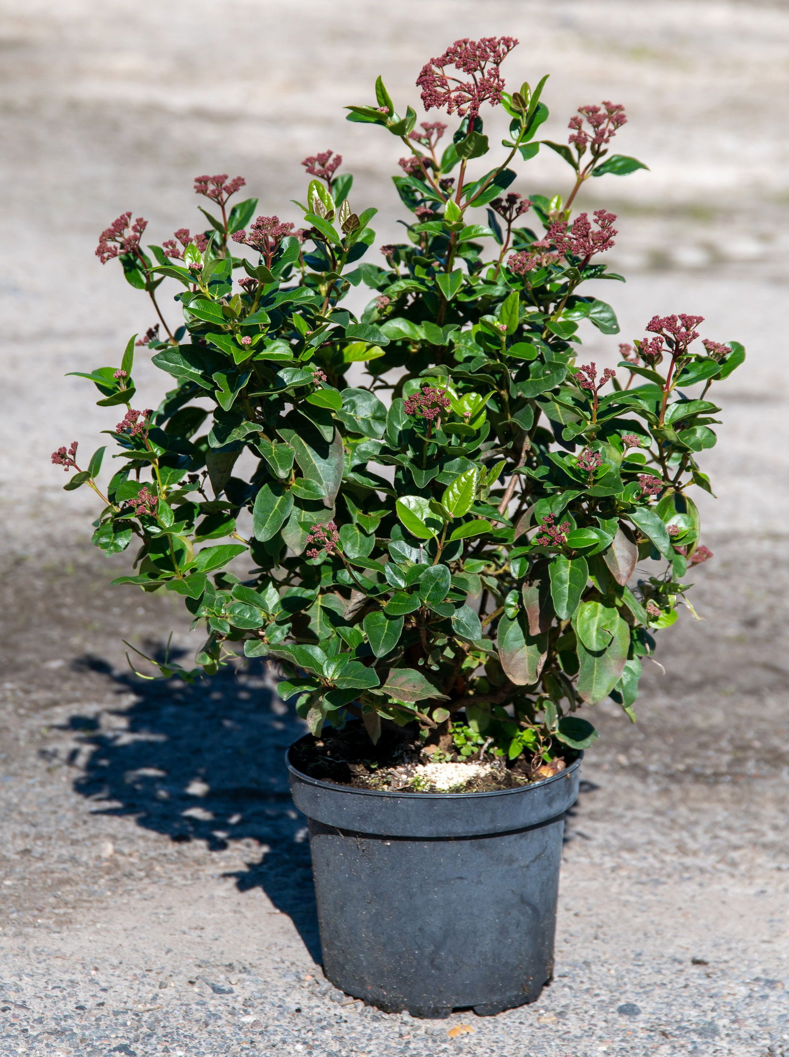 Lorbeer-Schneeball Lisa Rose - Viburnum tinus Lisa Rose gnstig kaufen