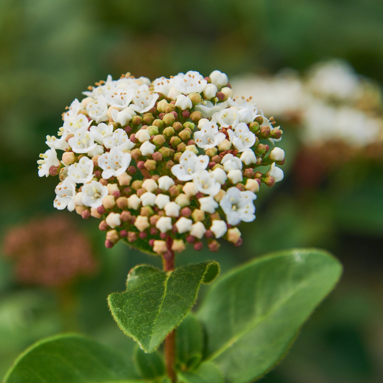Lorbeer-Schneeball Lisa Rose - Viburnum tinus Lisa Rose gnstig kaufen