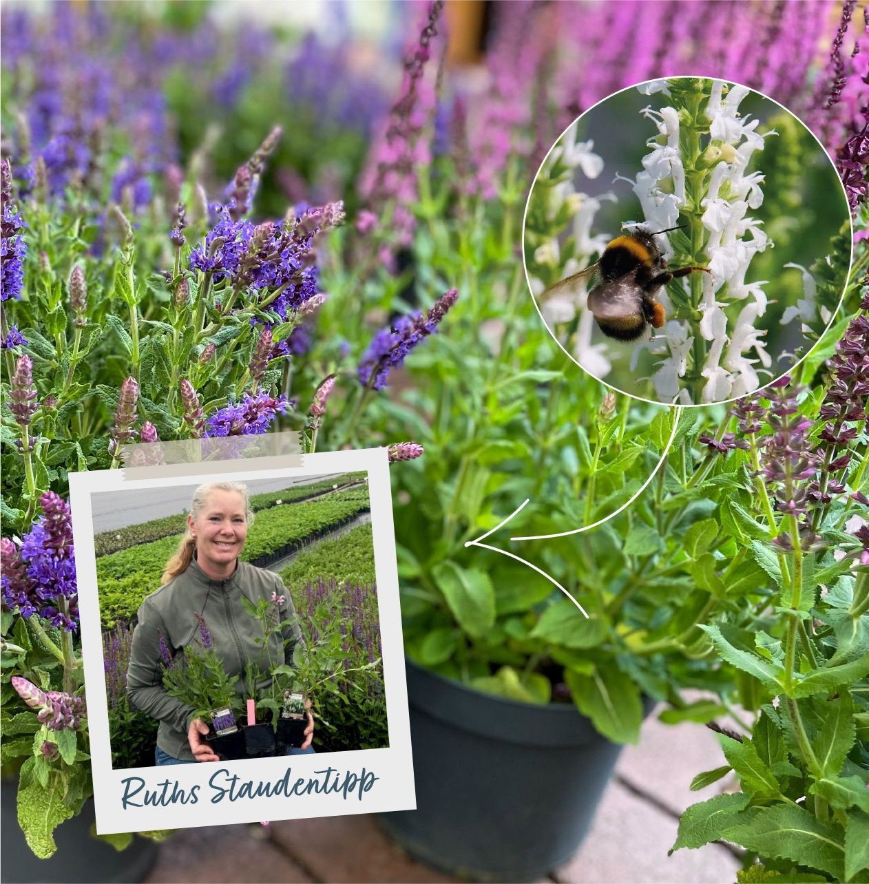Steppen-Salbei in 3 Farben - Salvia nemorosa Trio gnstig kaufen