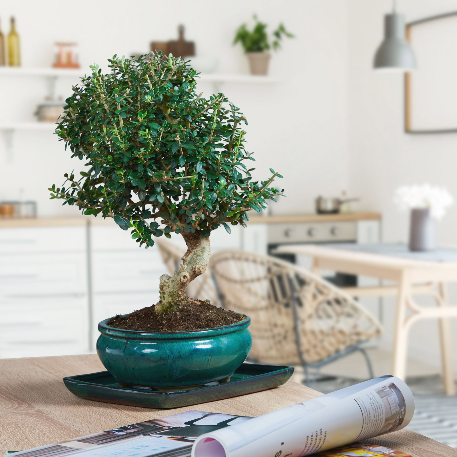 Wilder Olivenbaum Bonsai - Olea europaea sylvestris Bonsai gnstig kaufen