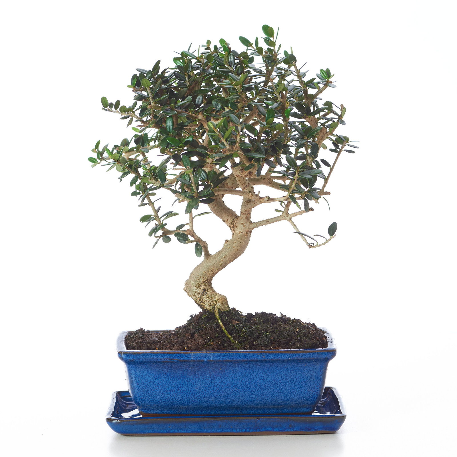 bonsai tree supplies Bonsai Tree Grow Kit main image 1