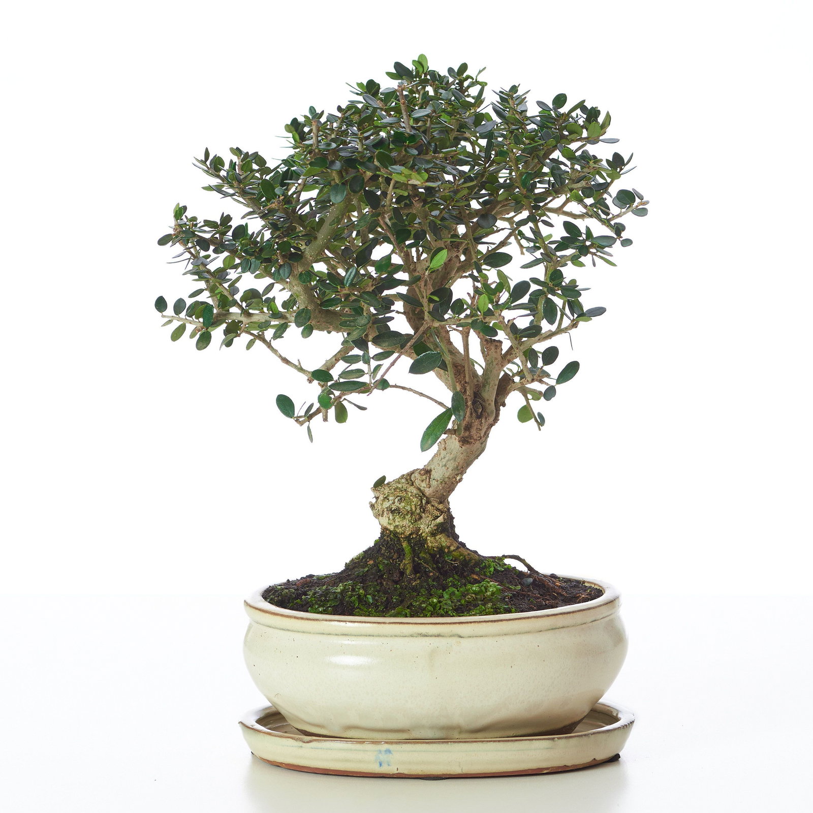 Wilder Olivenbaum Bonsai - Olea europaea sylvestris Bonsai gnstig kaufen