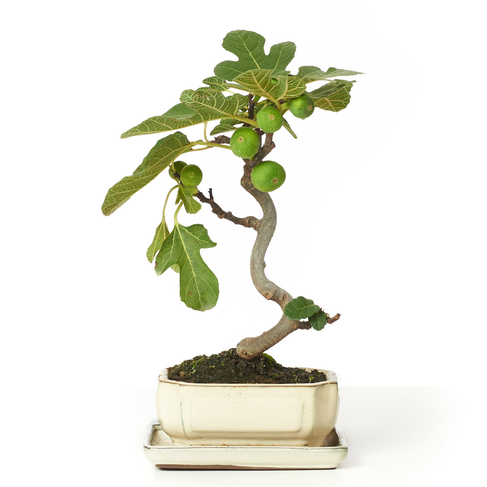 efeu grossblättrig Großblättriger Irischer Efeu kaufen | Hedera hibernica main image 1