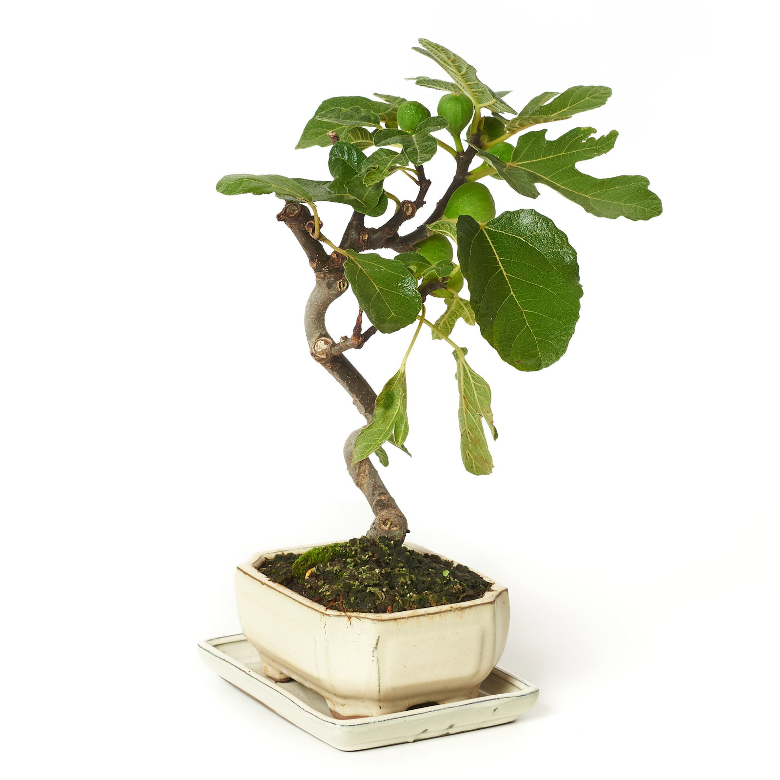 little agave Mini Agave in Rectangular Ceramic