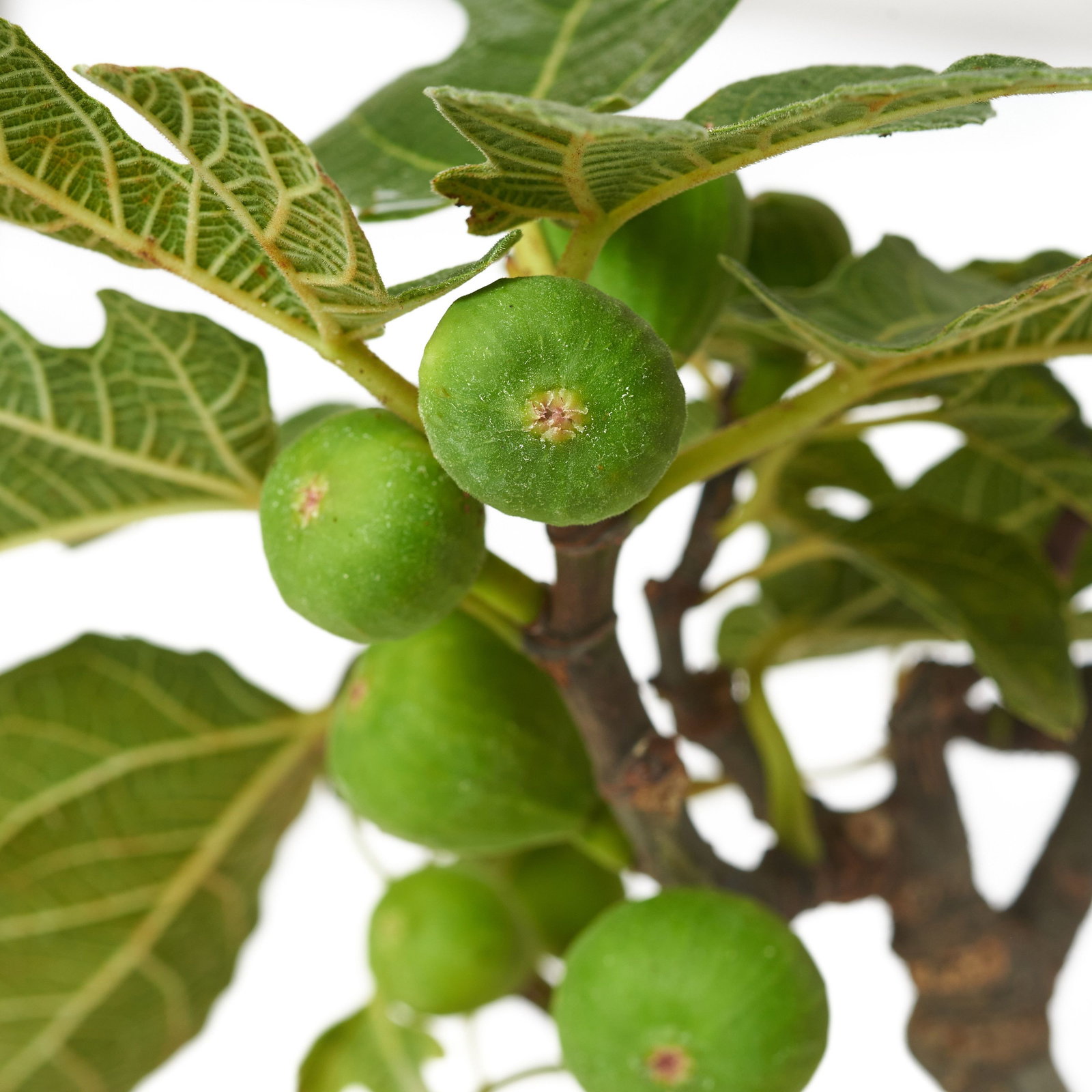 Ficus carica Bonsai - Ficus carica Bonsai 8 Jahre gnstig kaufen