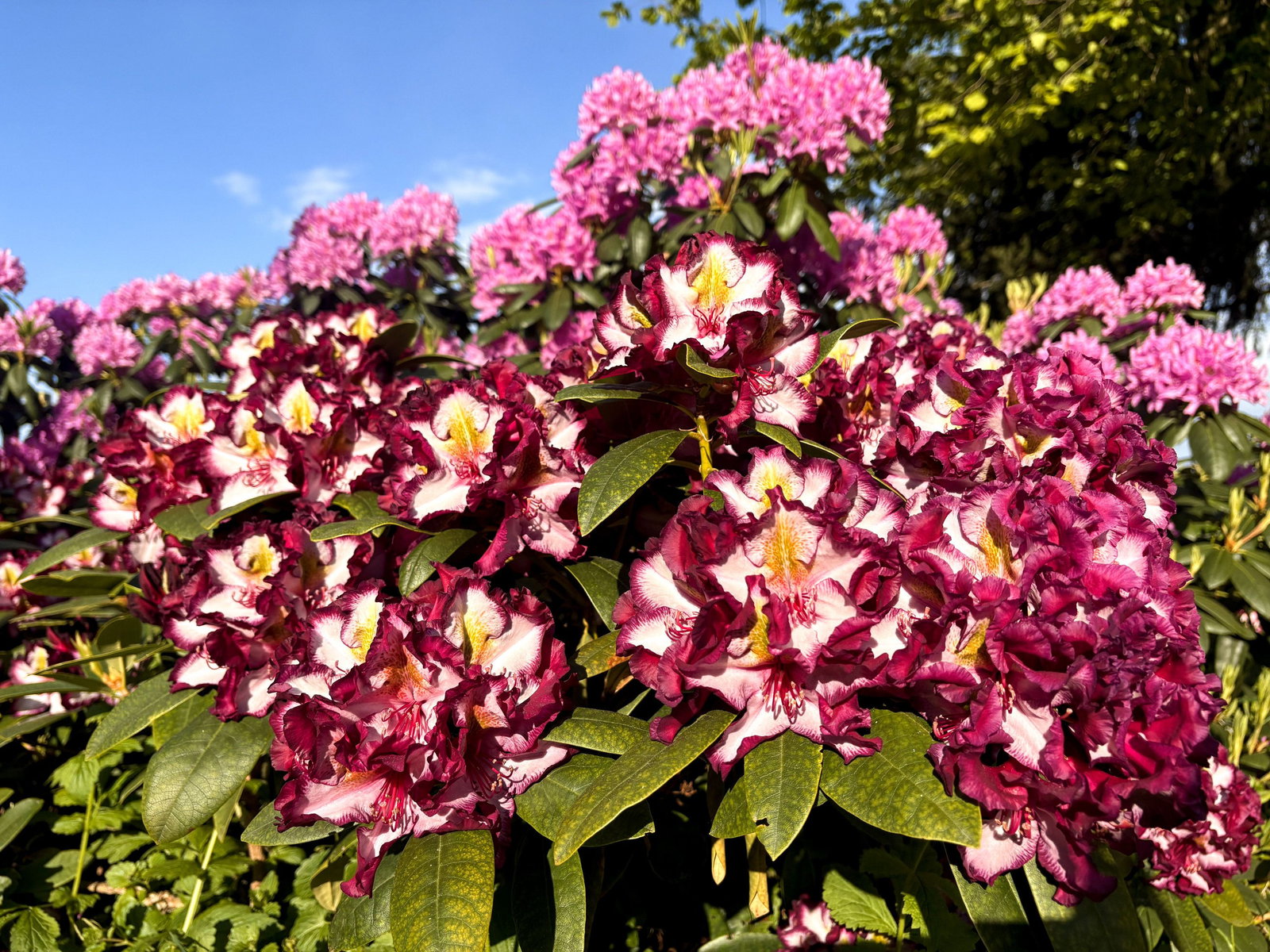 Rhododendron Happy Dendron Pushy Purple - Rhododendron hybrida Happy  Dendron Pushy Purple gnstig kaufen