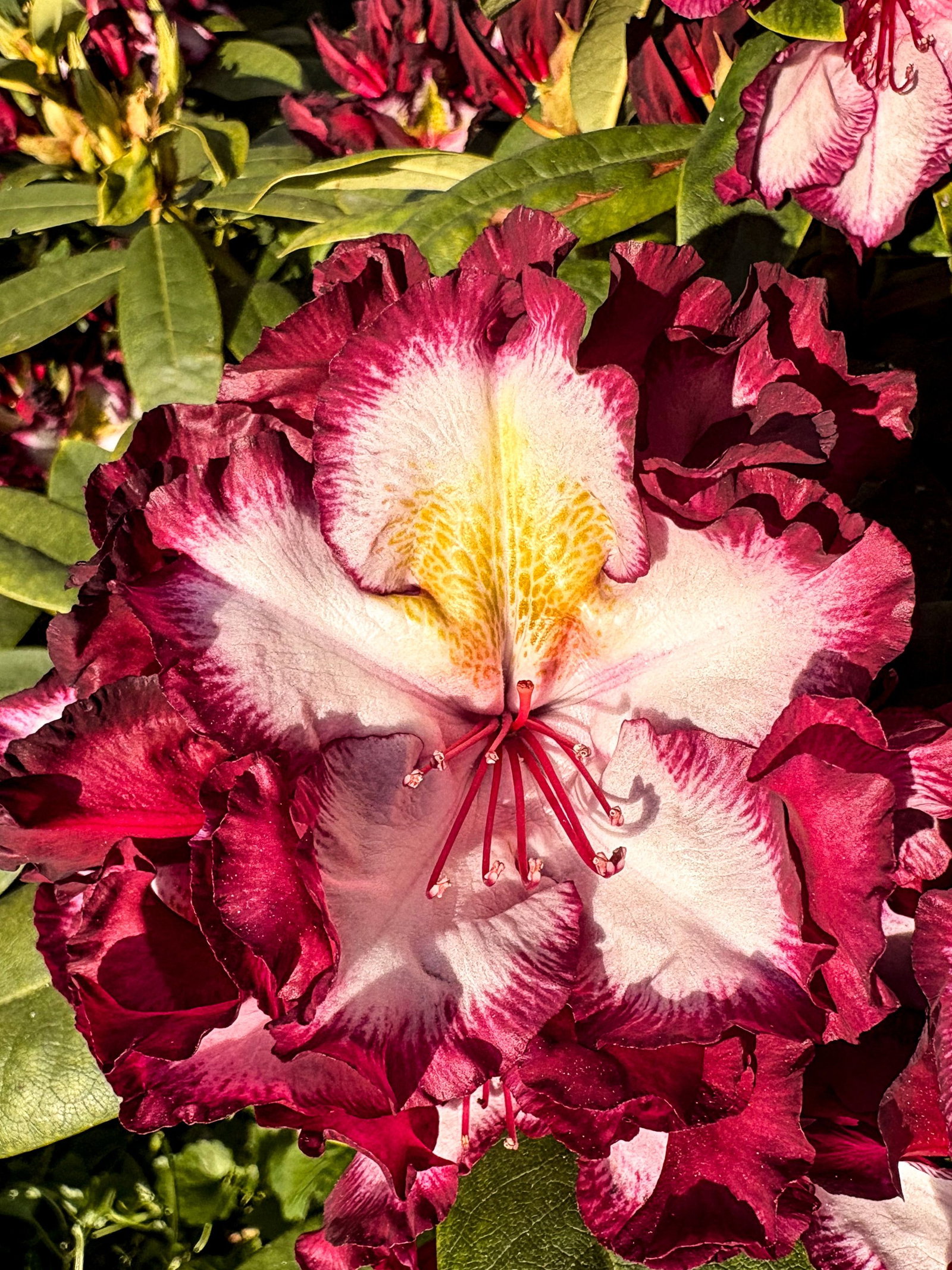 Rhododendron Happy Dendron Pushy Purple - Rhododendron hybrida Happy  Dendron Pushy Purple gnstig kaufen