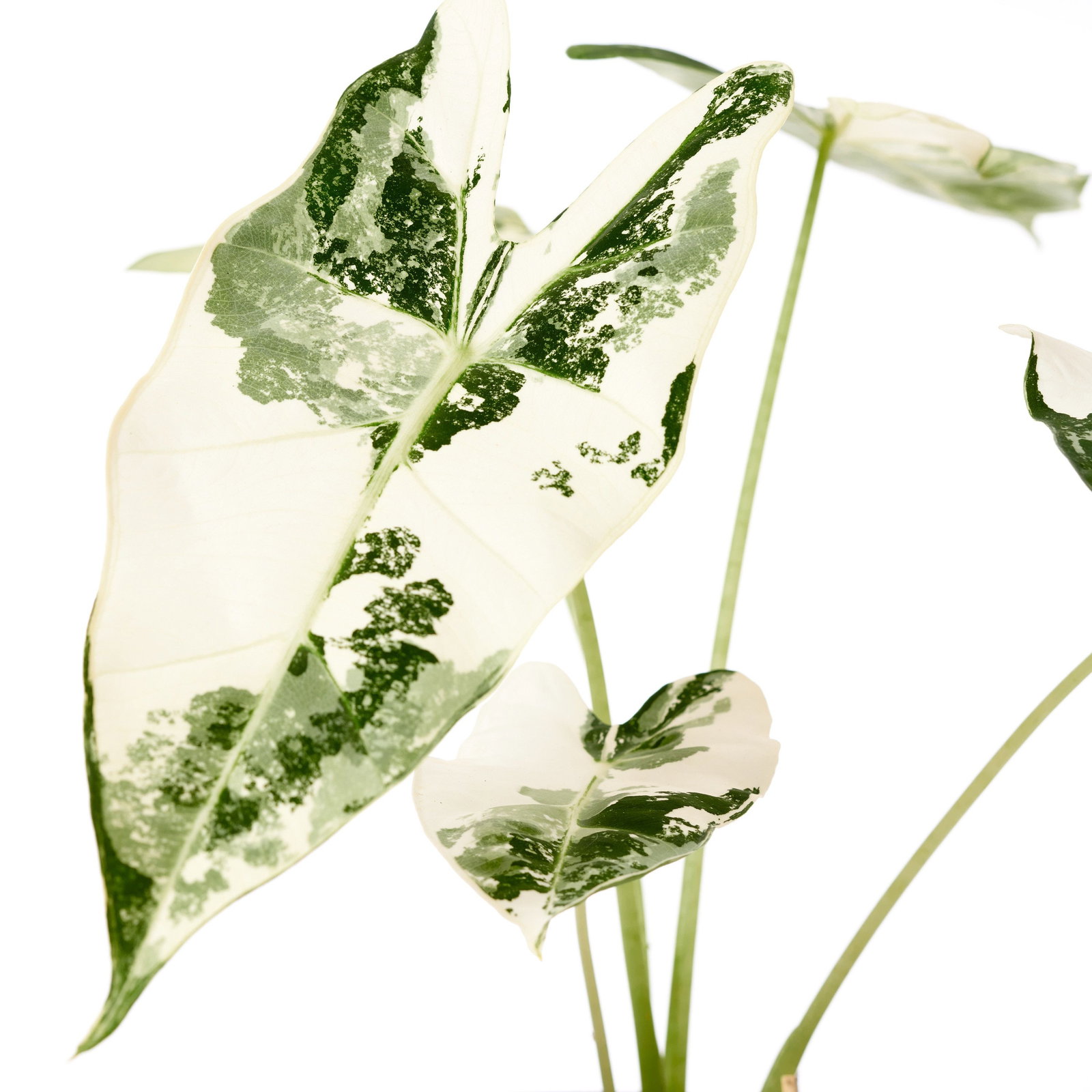 Weibuntes Elefantenohr - Alocasia Frydek Variegata gnstig kaufen