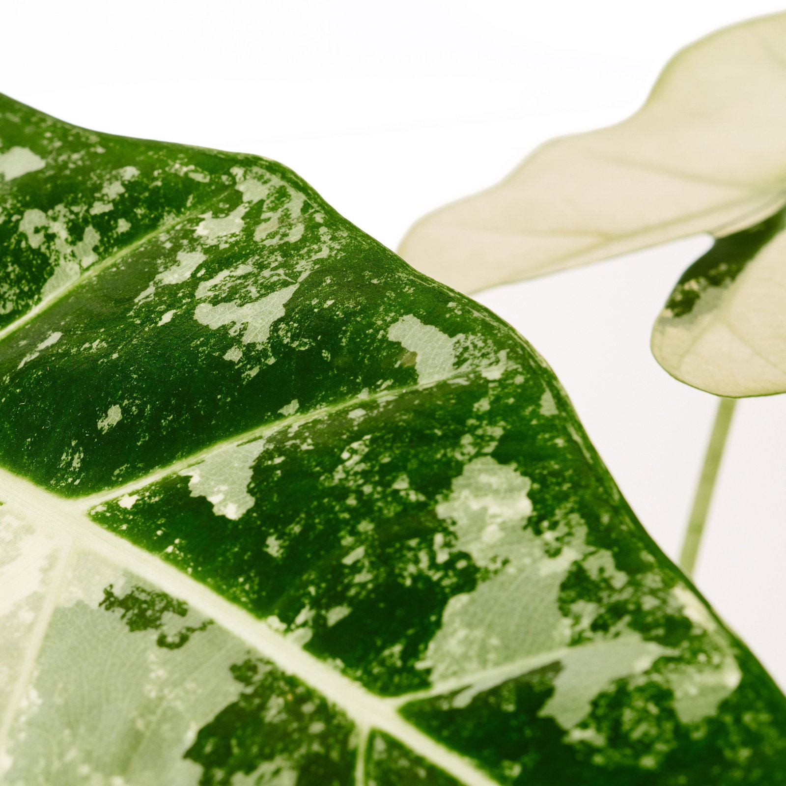 Weibuntes Elefantenohr - Alocasia Frydek Variegata gnstig kaufen