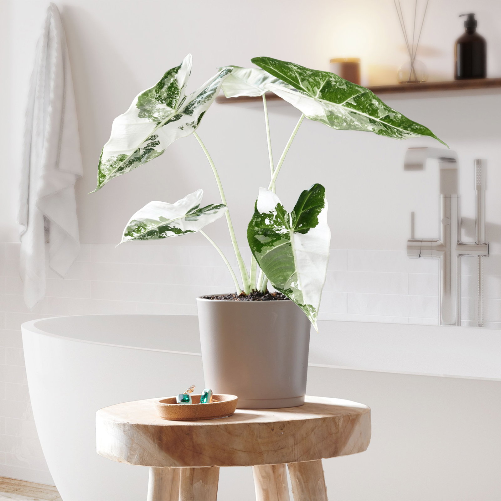 geigenfeige substrat Ficus Lyrata Geigenfeige Künstlich - Künstliche Pflanzen