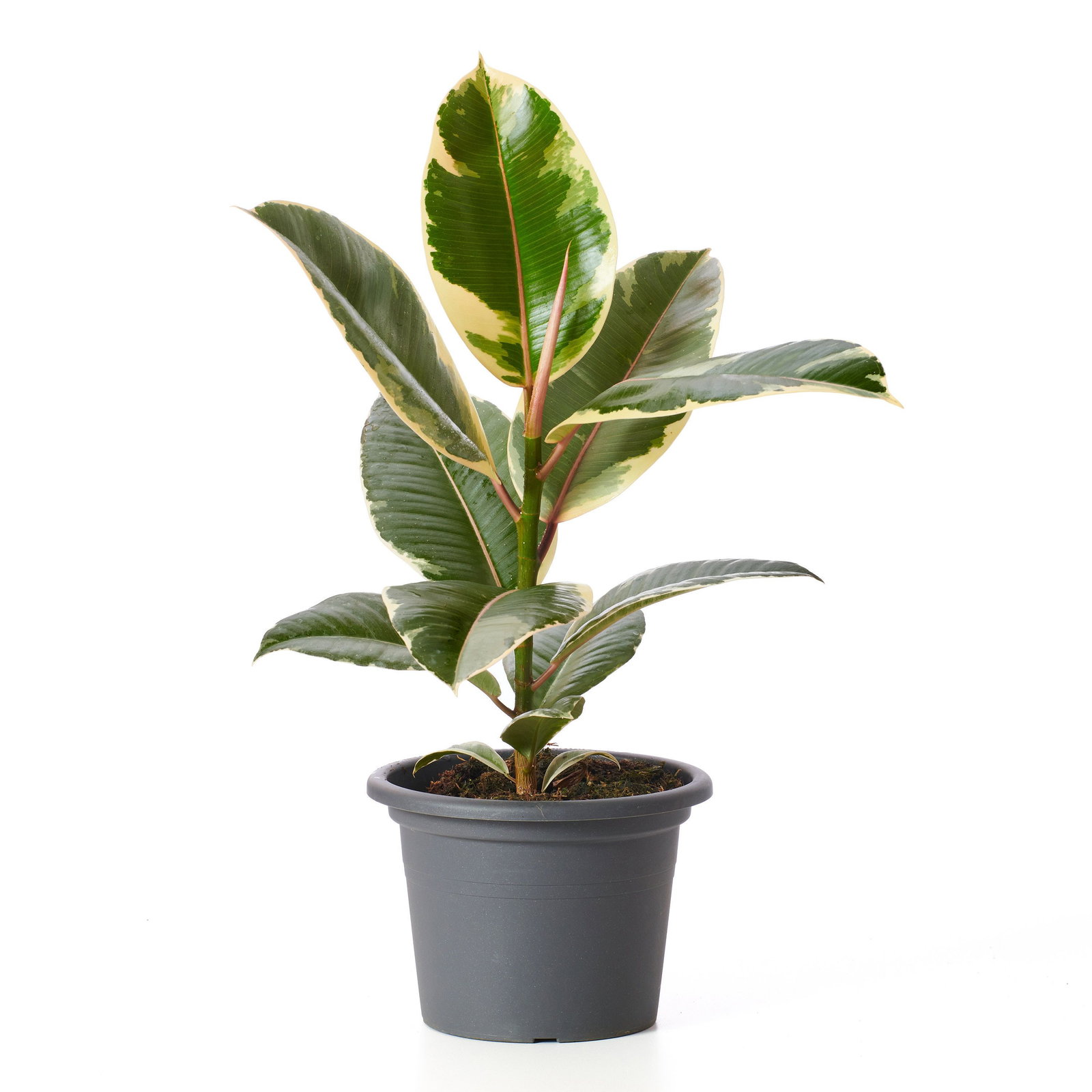 Weibunter Gummibaum Tineke - Ficus elastica Tineke gnstig kaufen