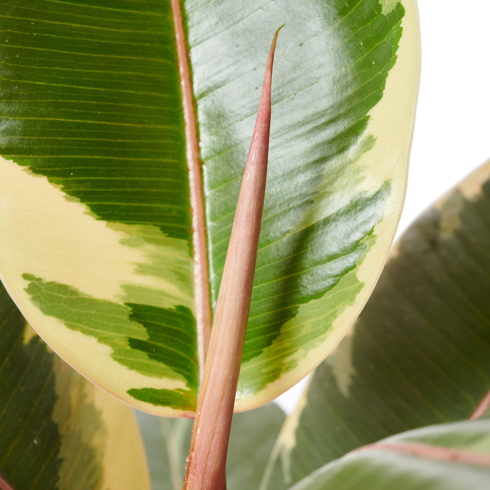 mint monstera adansonii Monstera adansonii Mint main image 1