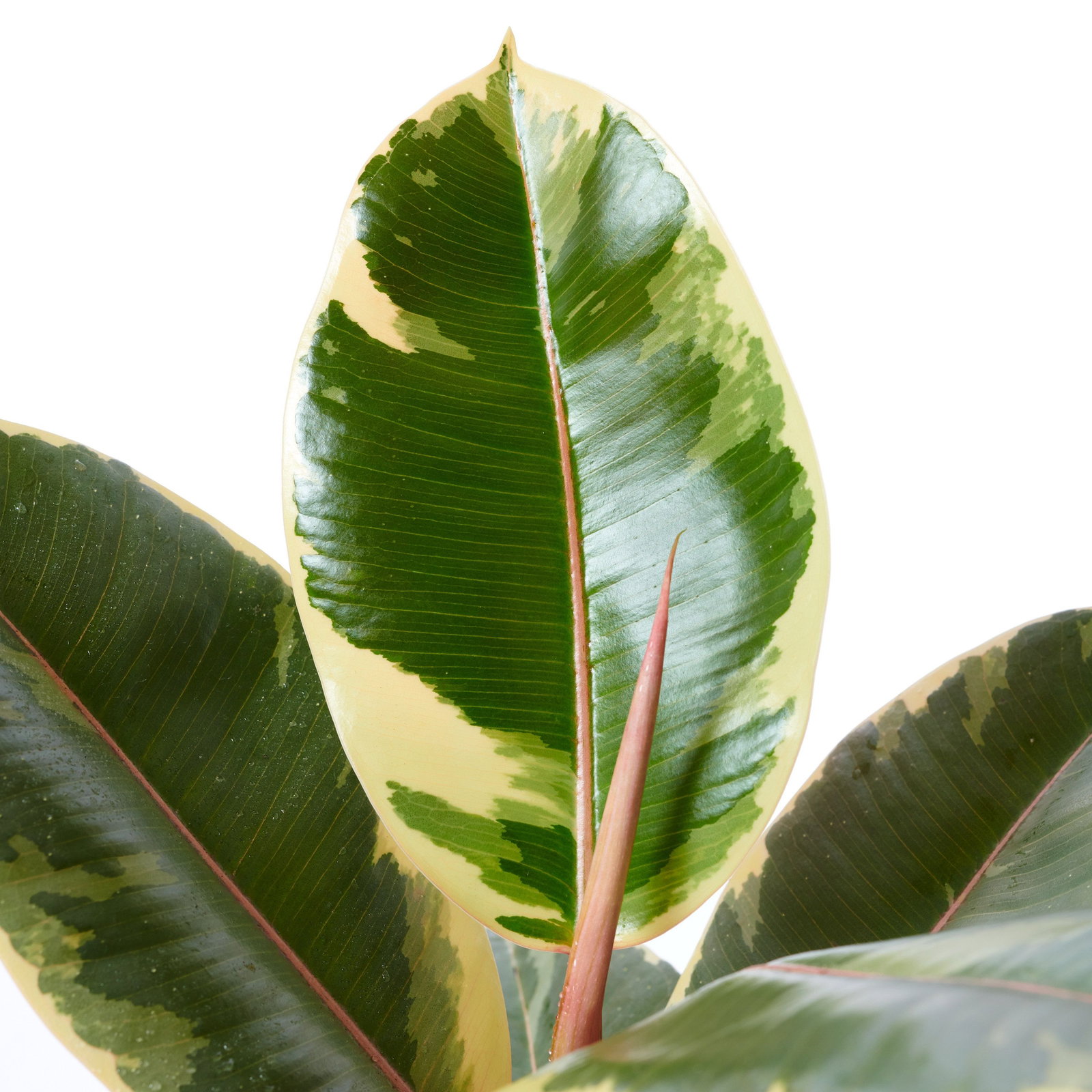 Weibunter Gummibaum Tineke - Ficus elastica Tineke gnstig kaufen