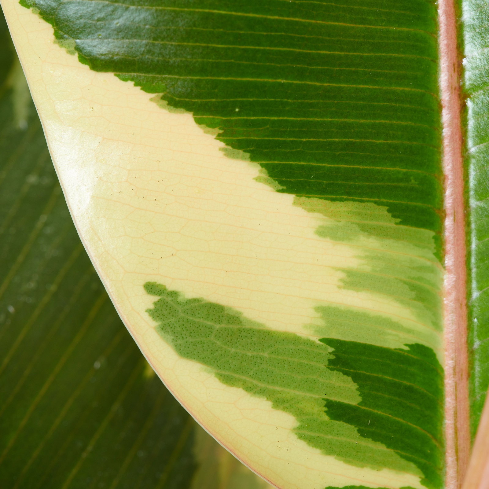 monstera adansonii leaf Monstera Adansonii main image 0