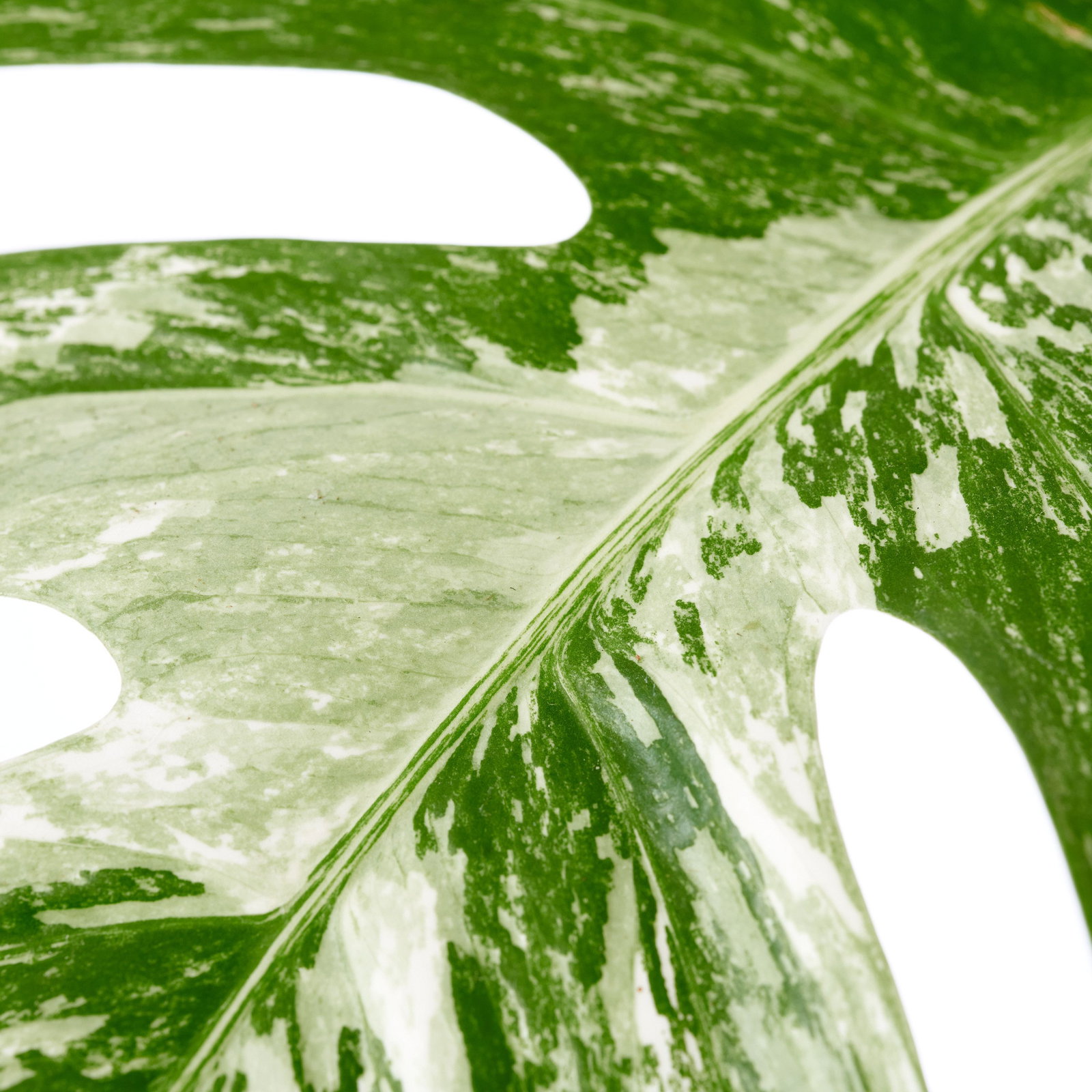Weibuntes Fensterblatt - Monstera deliciosa variegata gnstig kaufen
