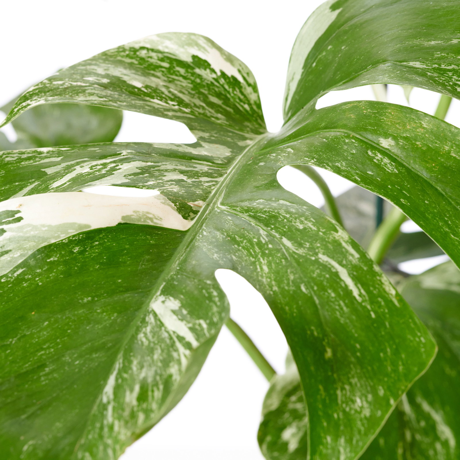 monstera pflanze schlafzimmer Schweizer Monstera deliciosa
