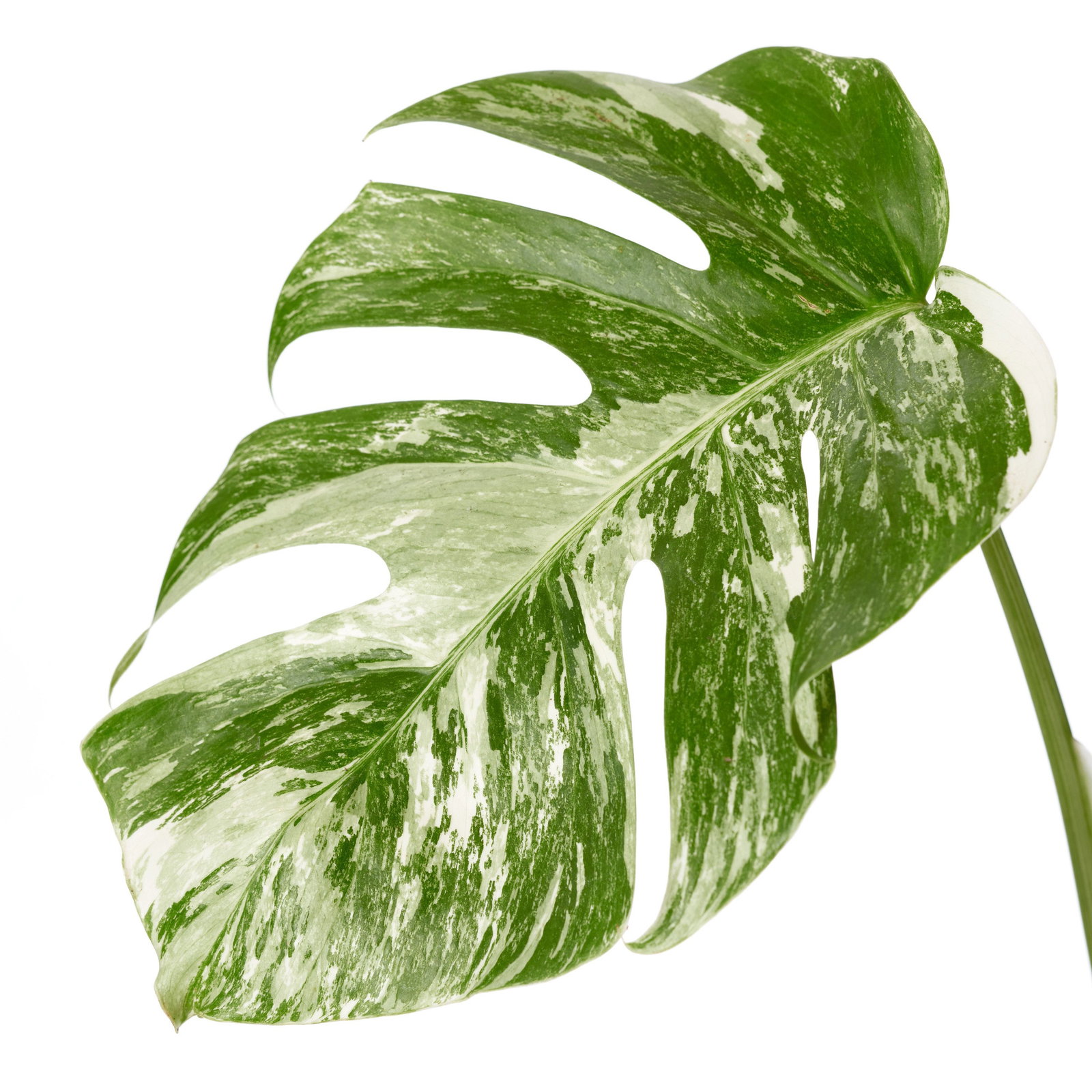 Weibuntes Fensterblatt - Monstera deliciosa variegata gnstig kaufen