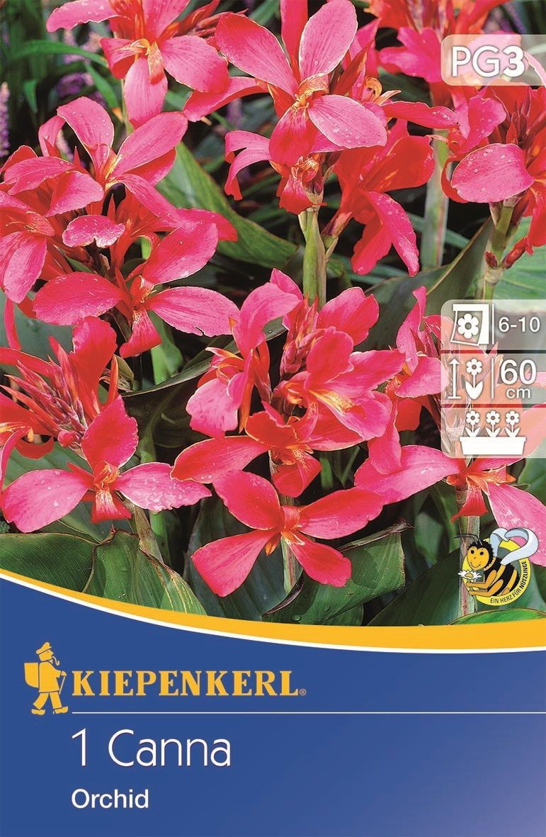 Blumenrohr Orchid Kiepenkerl Canna indica Orchid günstig kaufen