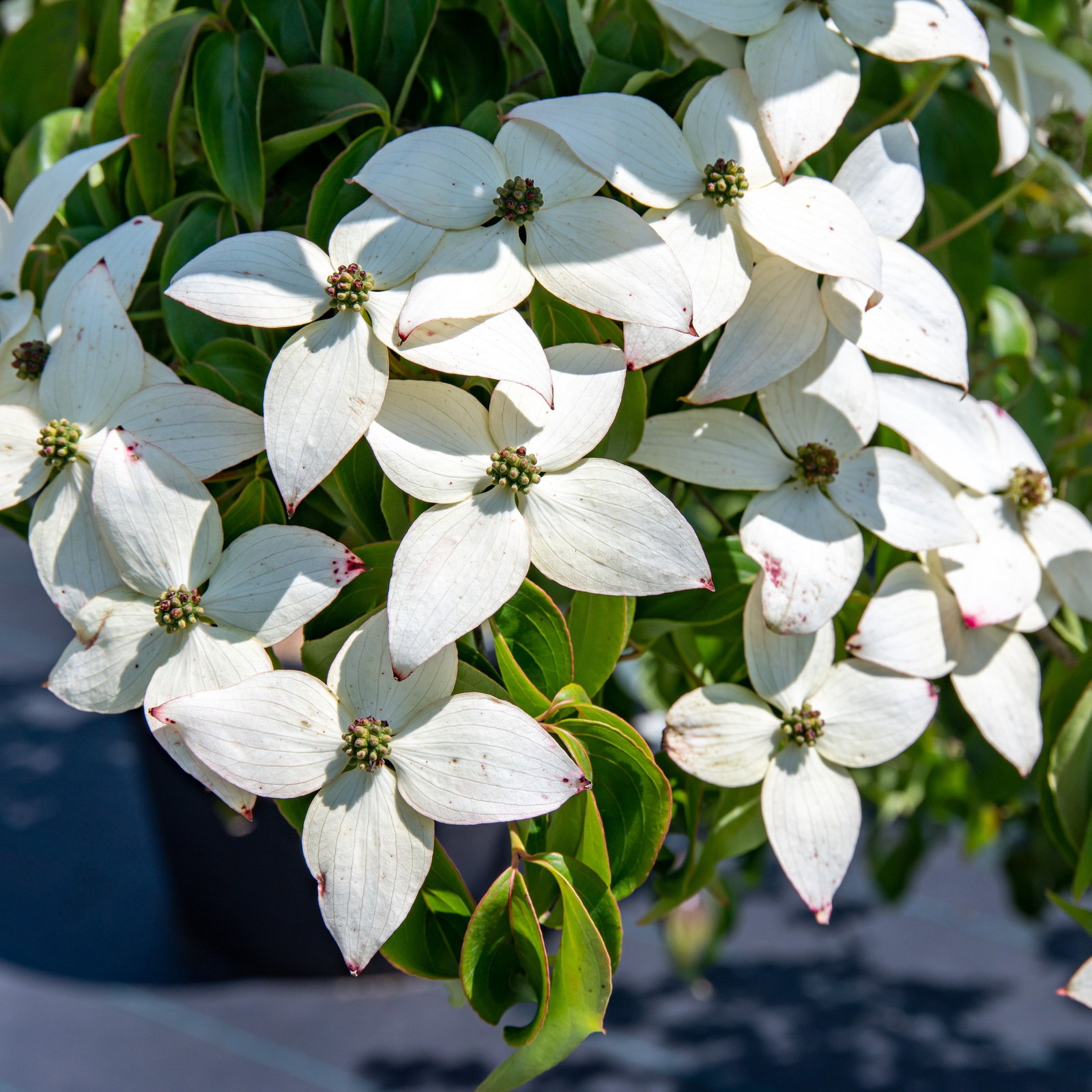 Japanischer Blumen-Hartriegel Cornus kousa Bhljes - Cornus kousa Bhljes kleine  Blte gnstig kaufen