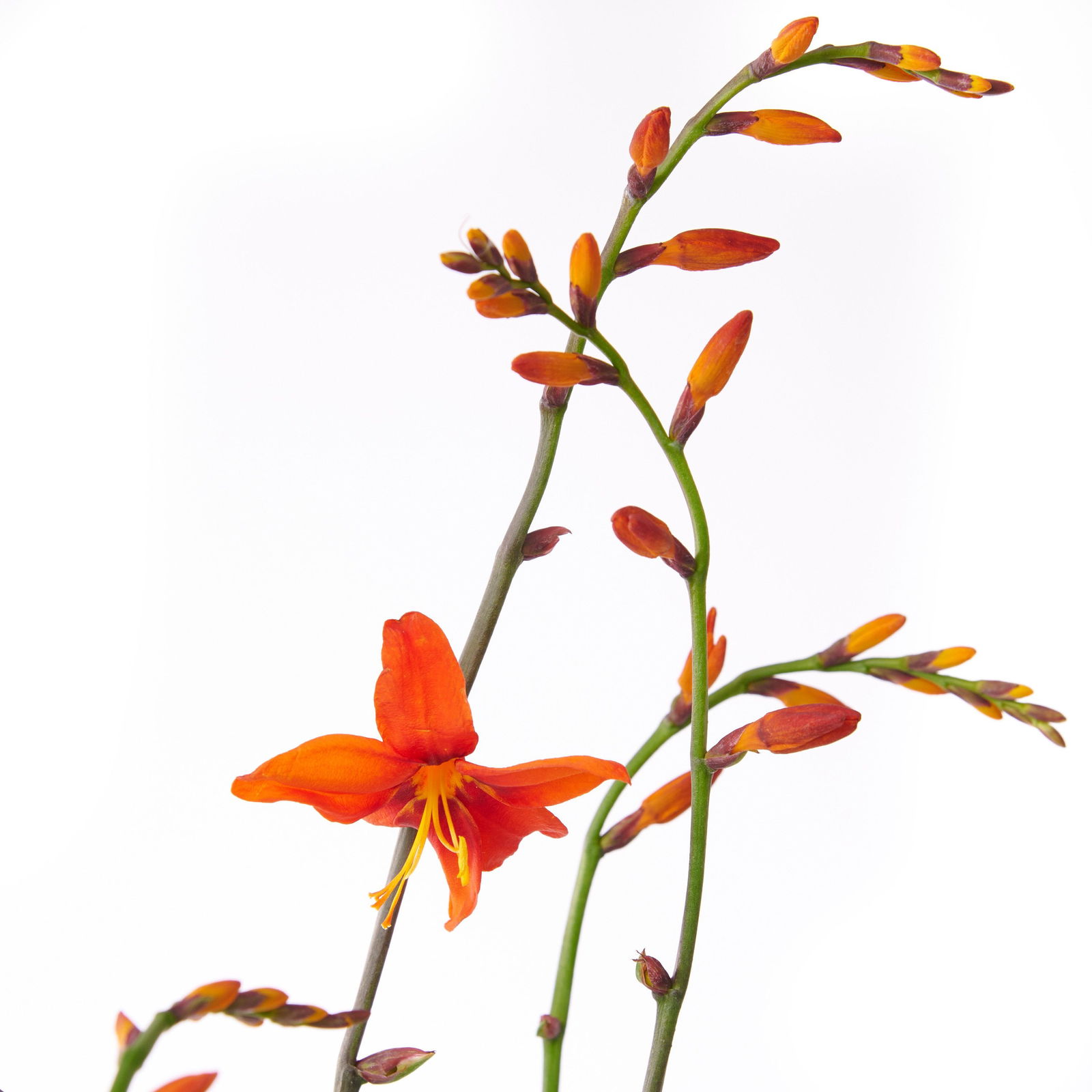 Montbretien Zwiebeln - 10 Stück Für Farbenfrohe Blüten Im Garten