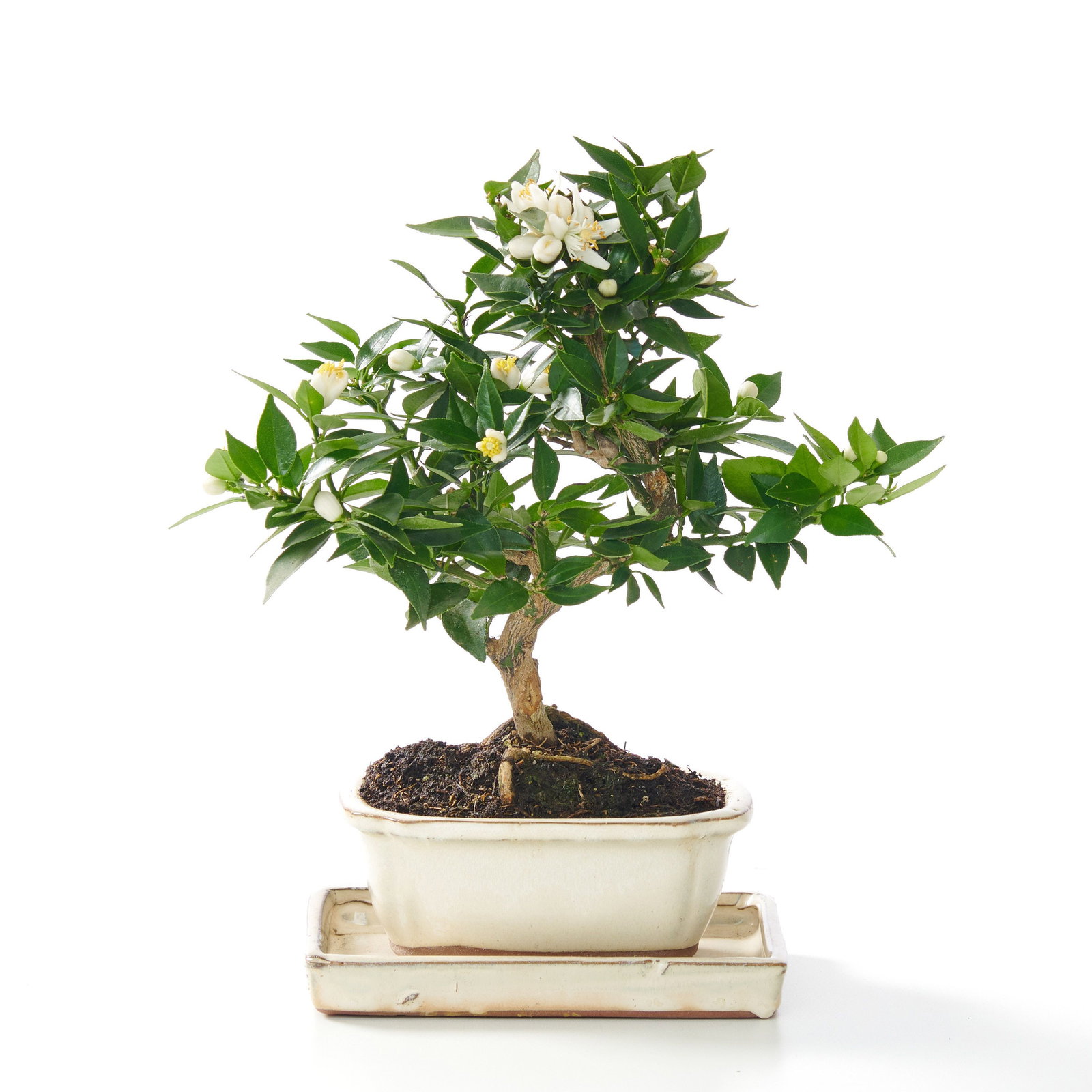 dracena massangeana pflege Kaufen Sie Dracaena Massangeana - Drachenbaum