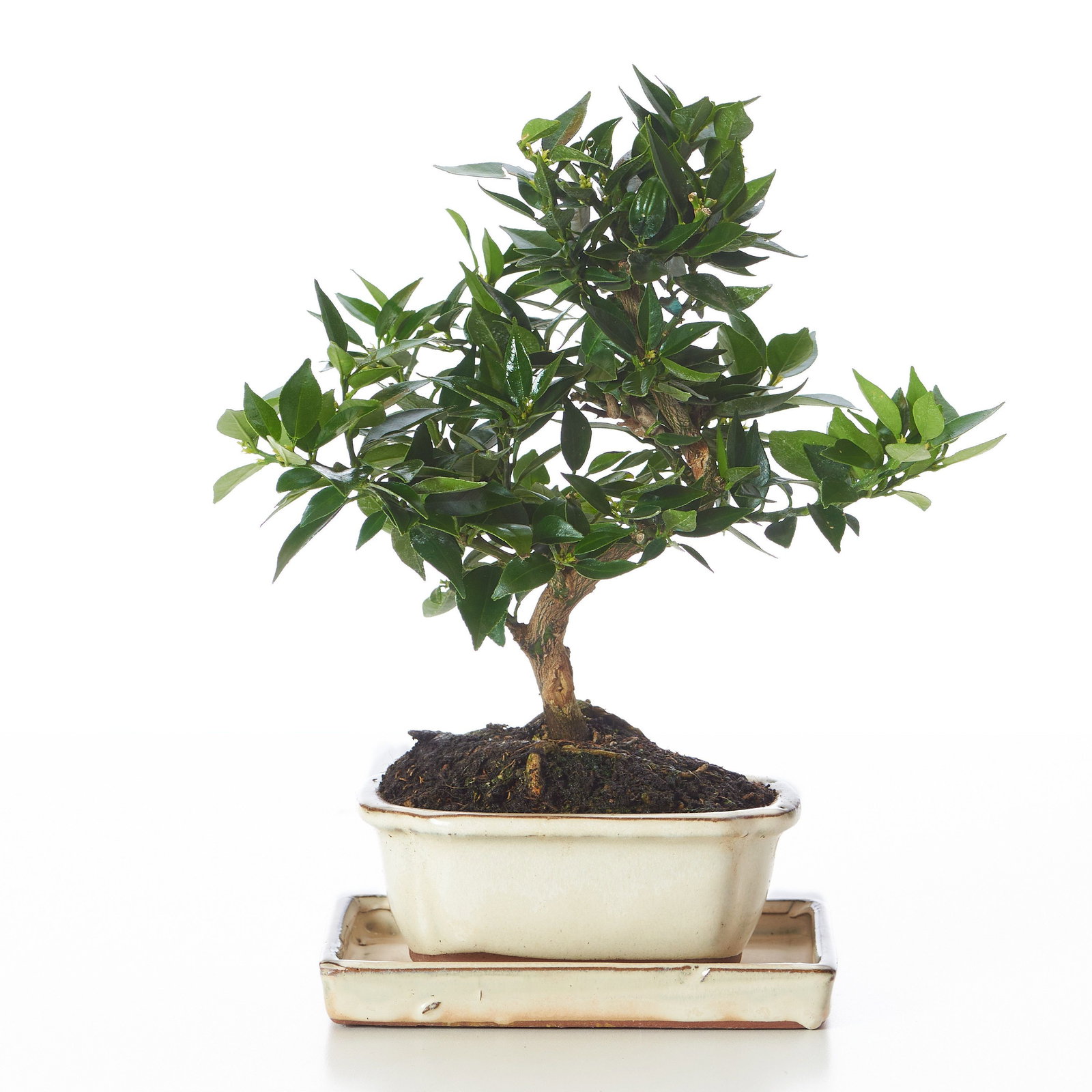 Orangen-Bonsai - Citrus myrtifolia gnstig kaufen