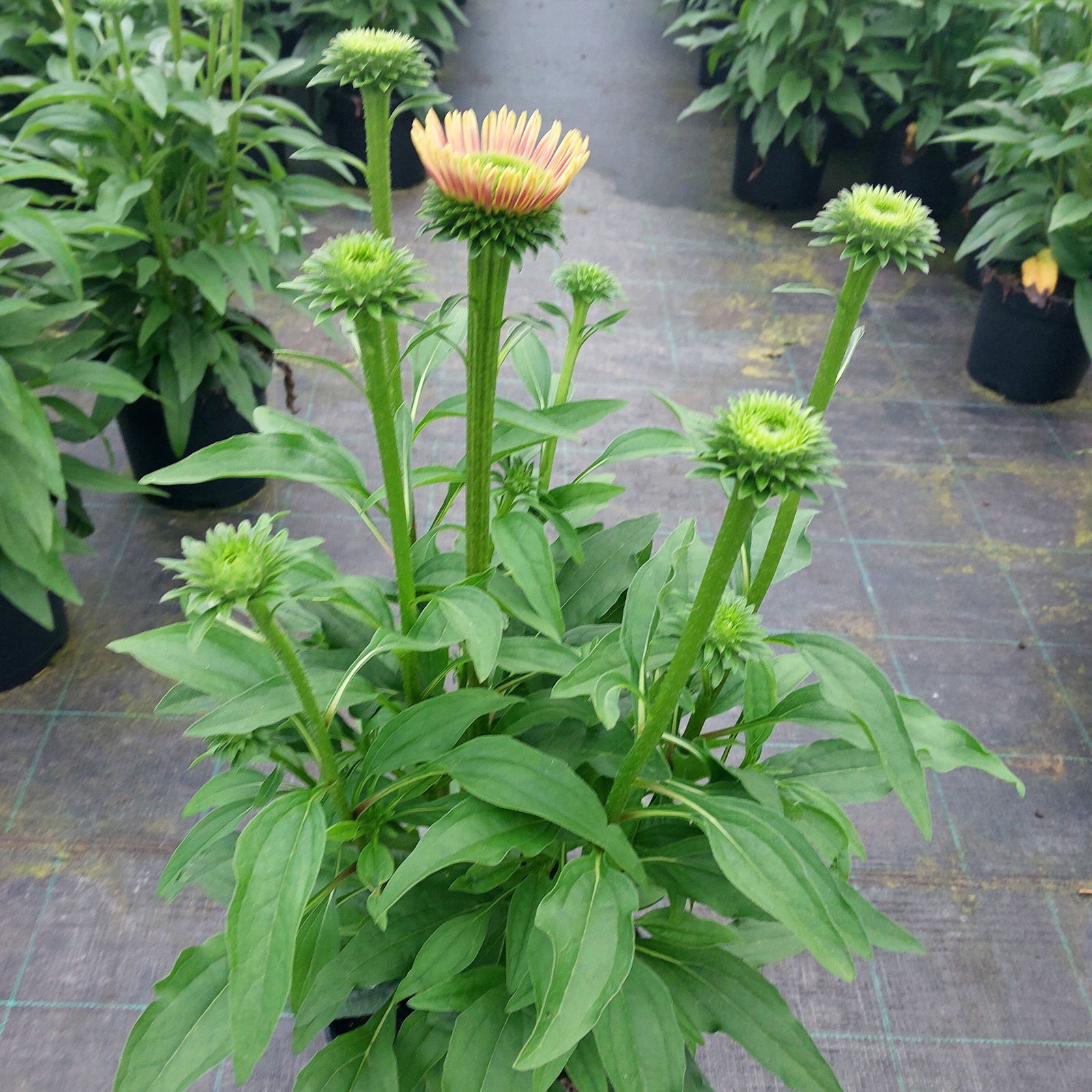 Scheinsonnenhut SunSeekers Mineola Echinacea purpurea SunSeekers