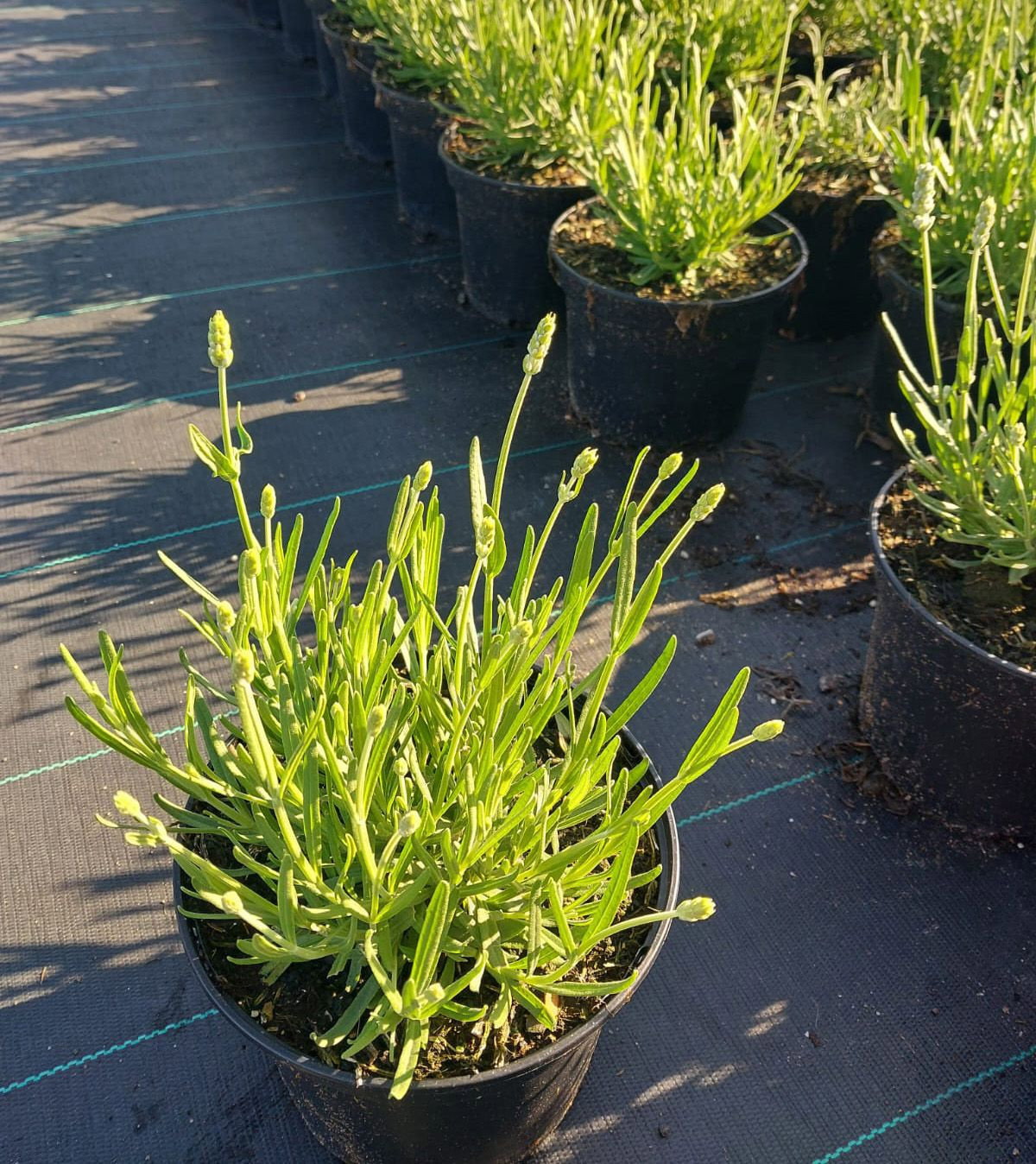 Lavandula angustifolia White Summer - Lavandula angustifolia White Summer  gnstig kaufen