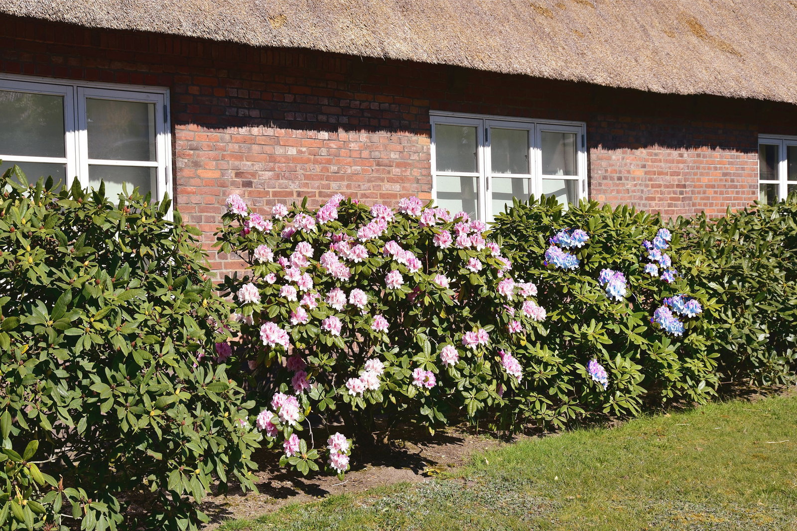 Immergrne Rhodo-Hecke Mystique - Rhododenron Sparpack gnstig kaufen